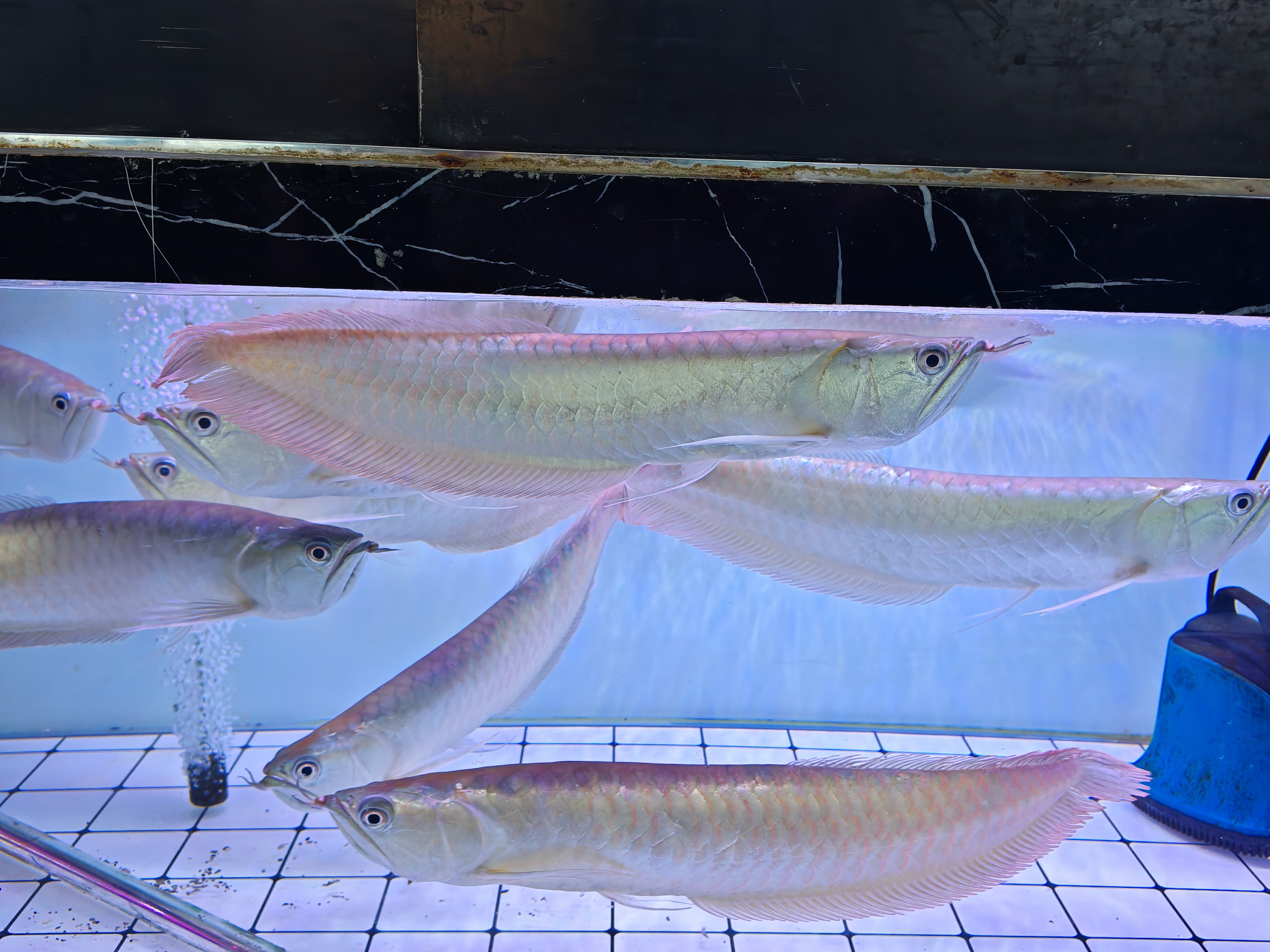 太阳,花草树木,老虎,雄鹰以及人类强者,他们自己就是