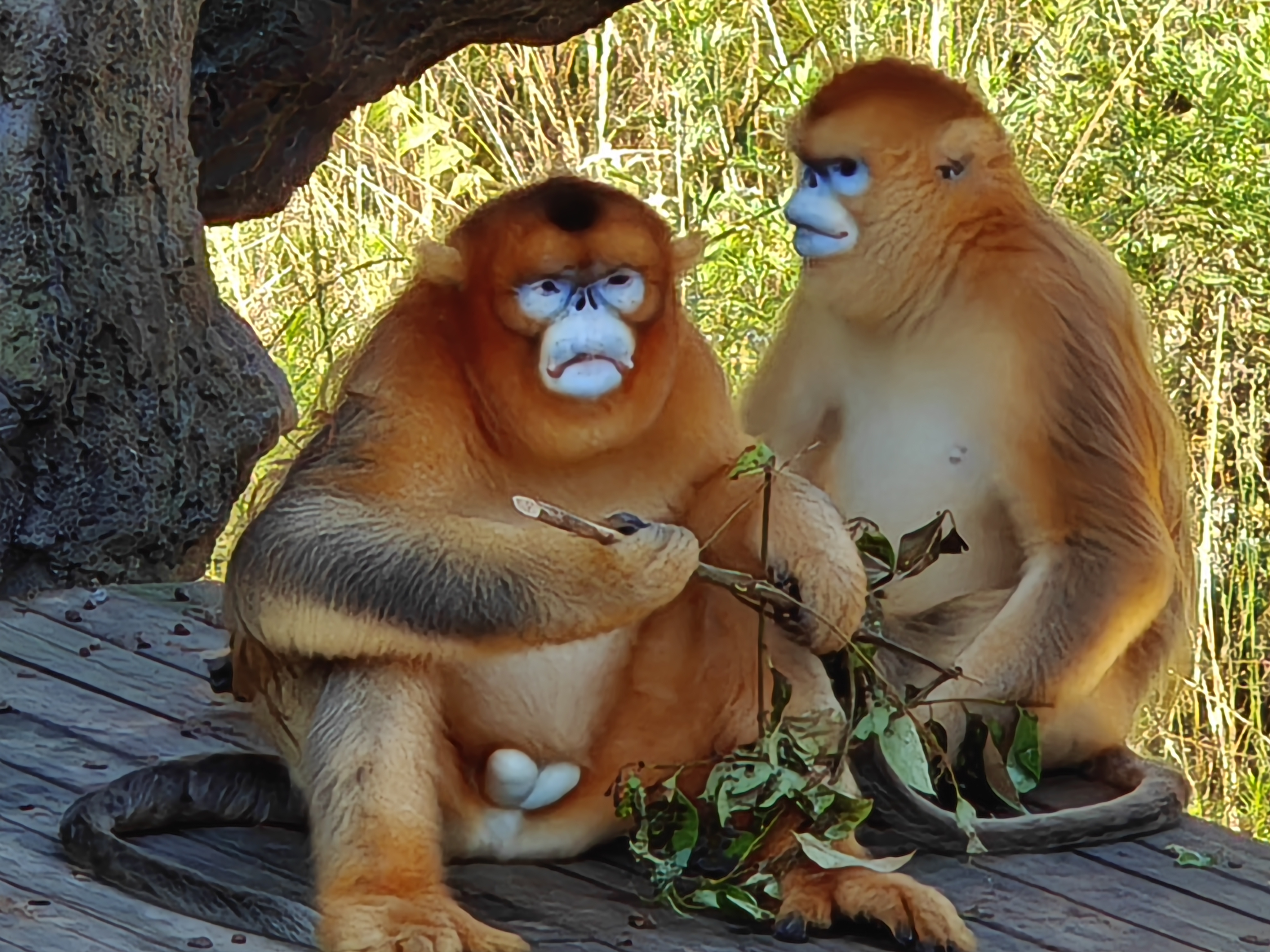 99金色与白色交织的金丝猴世界92