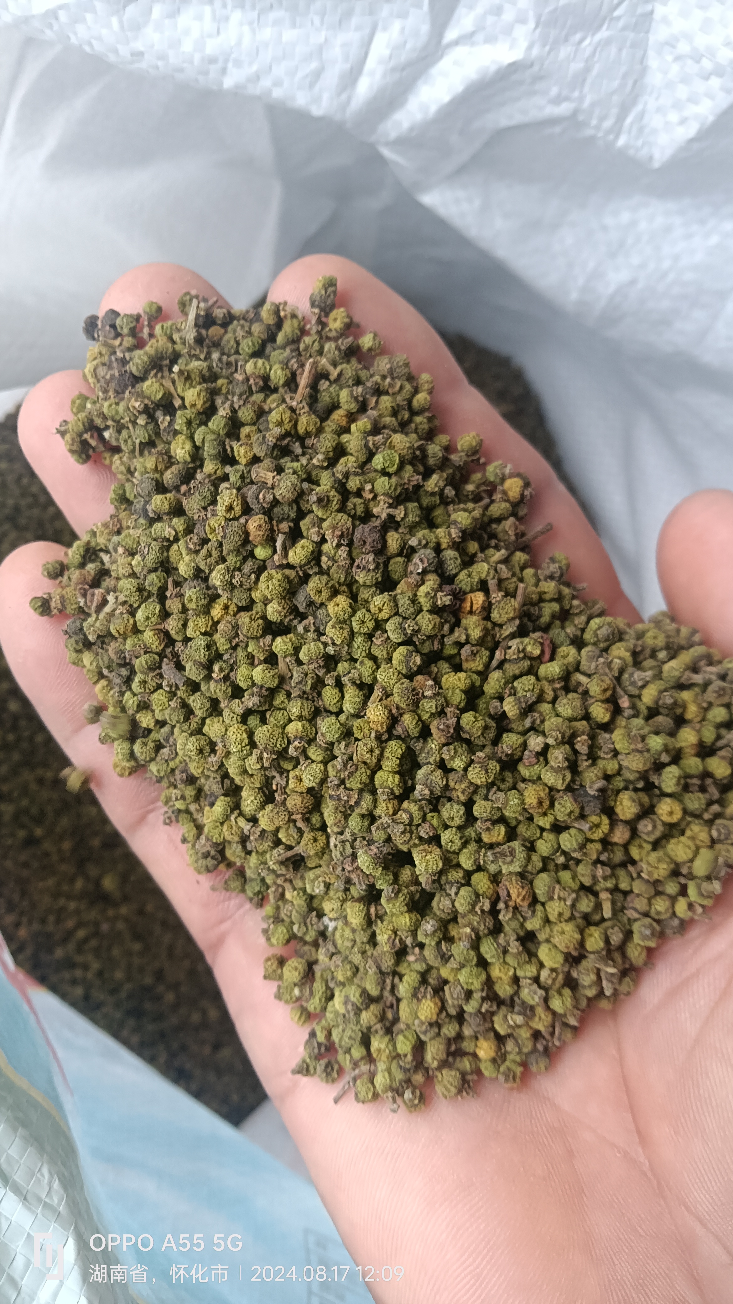 中花吴茱萸大量产新