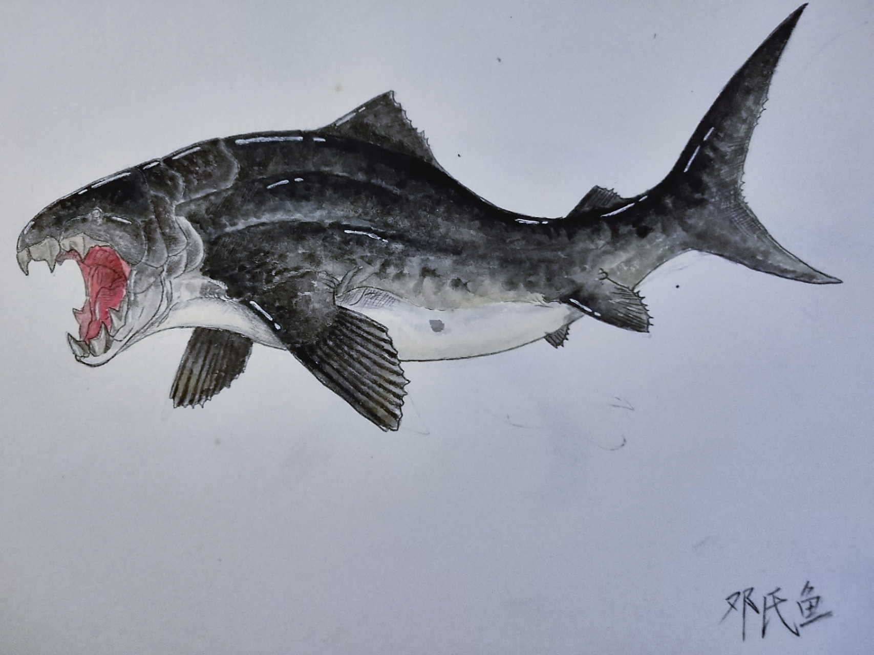 彩绘其二 最新复原的邓氏鱼