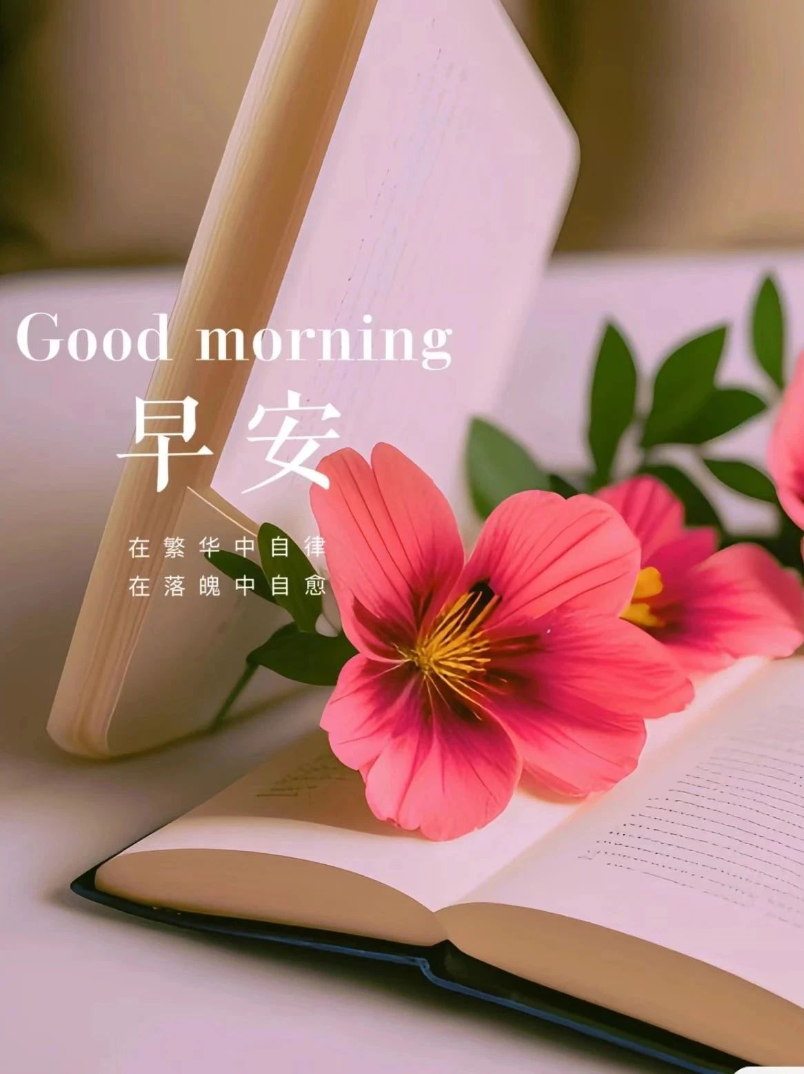 [鲜花]早安心语[鲜花] 人生路漫漫,看世界,爱自己  人生苦短,最成功的