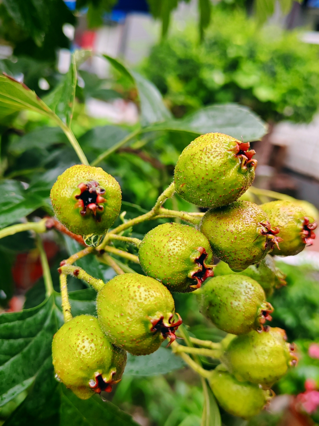 花园里的山里红和青翠的叶子.