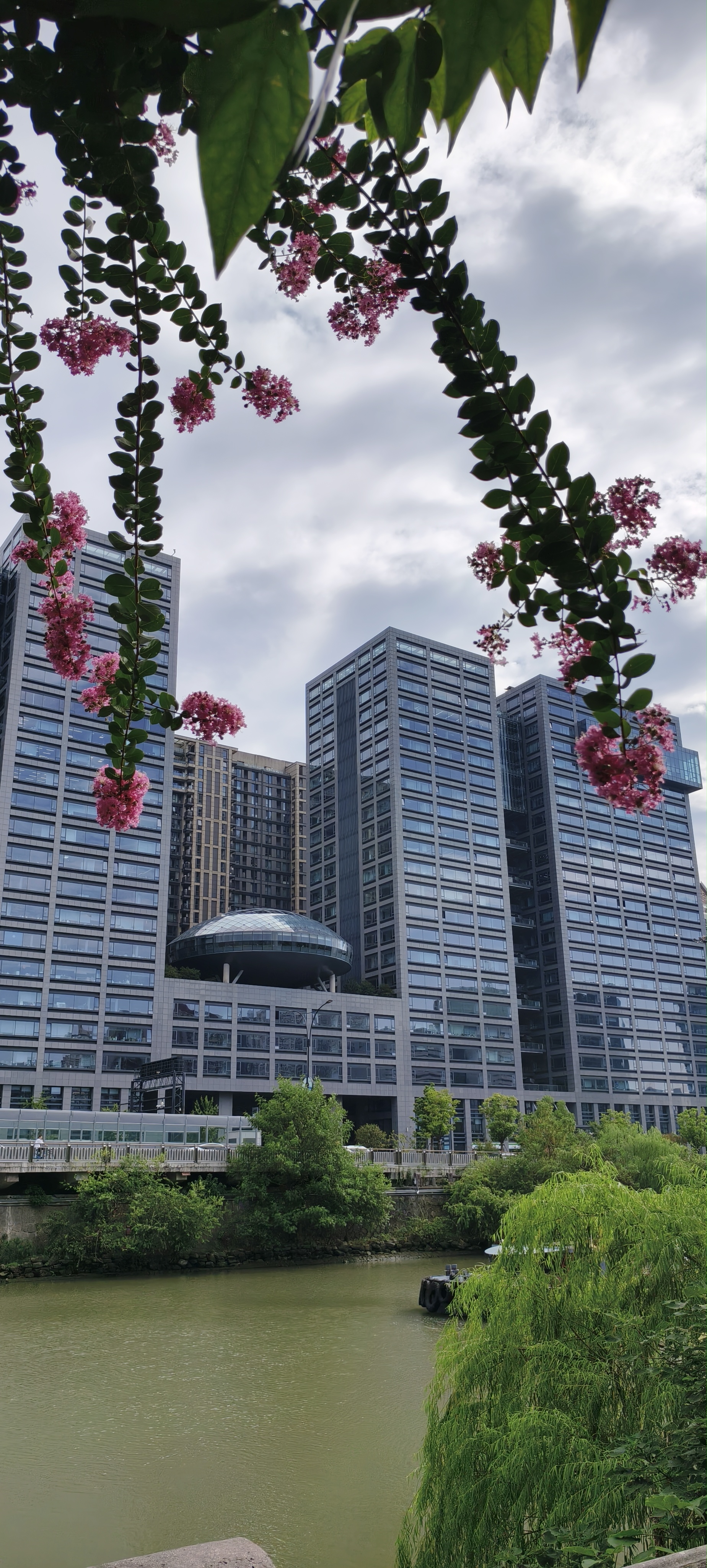 观赏植物紫薇,花期可长达数月,花朵紫色艳丽