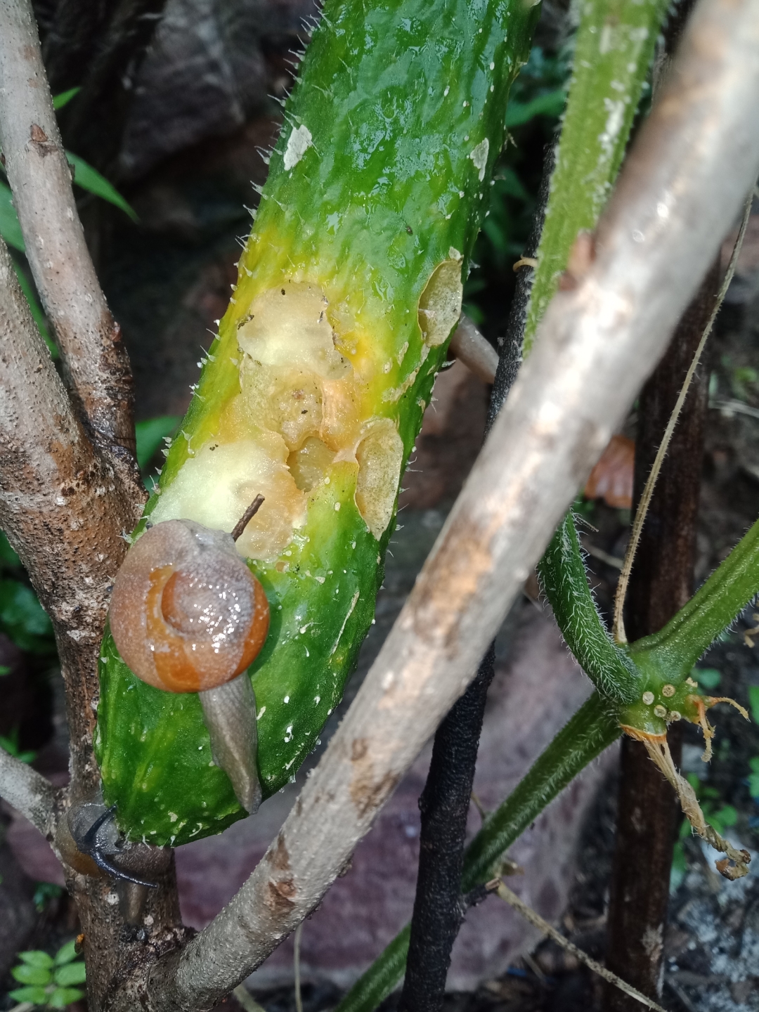 谁见过:蜗牛把黄瓜吃成这样?