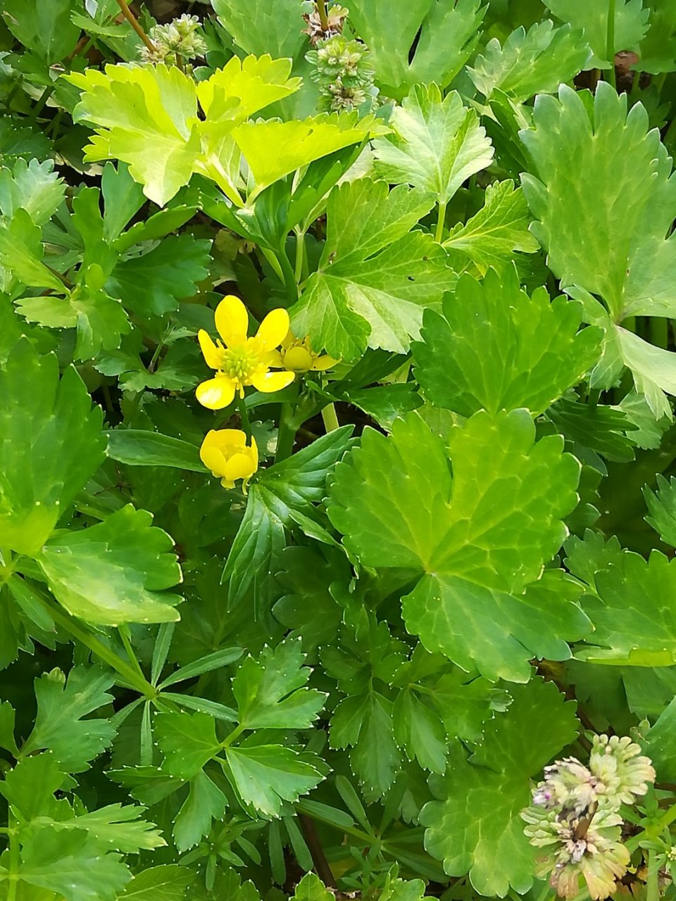 芹菜开花了[大笑[大笑]