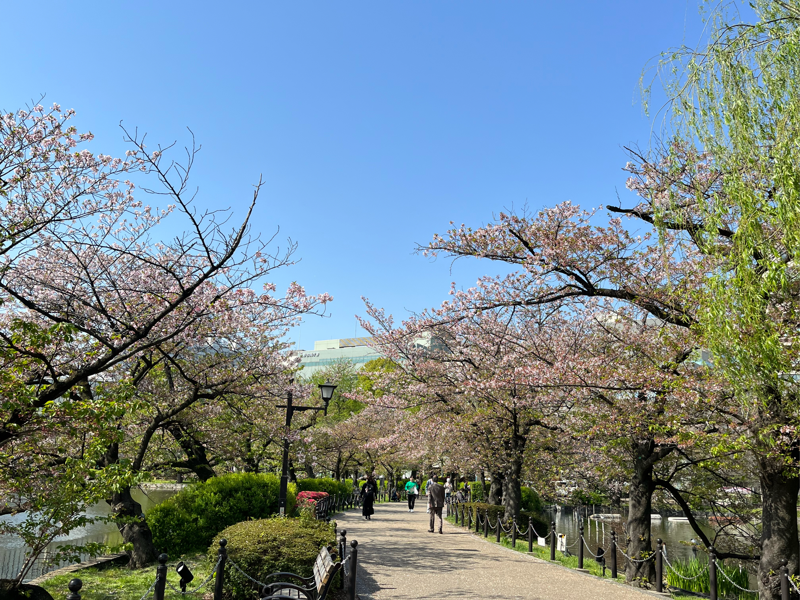 东京上野公园樱花大道樱花盛开 非常美