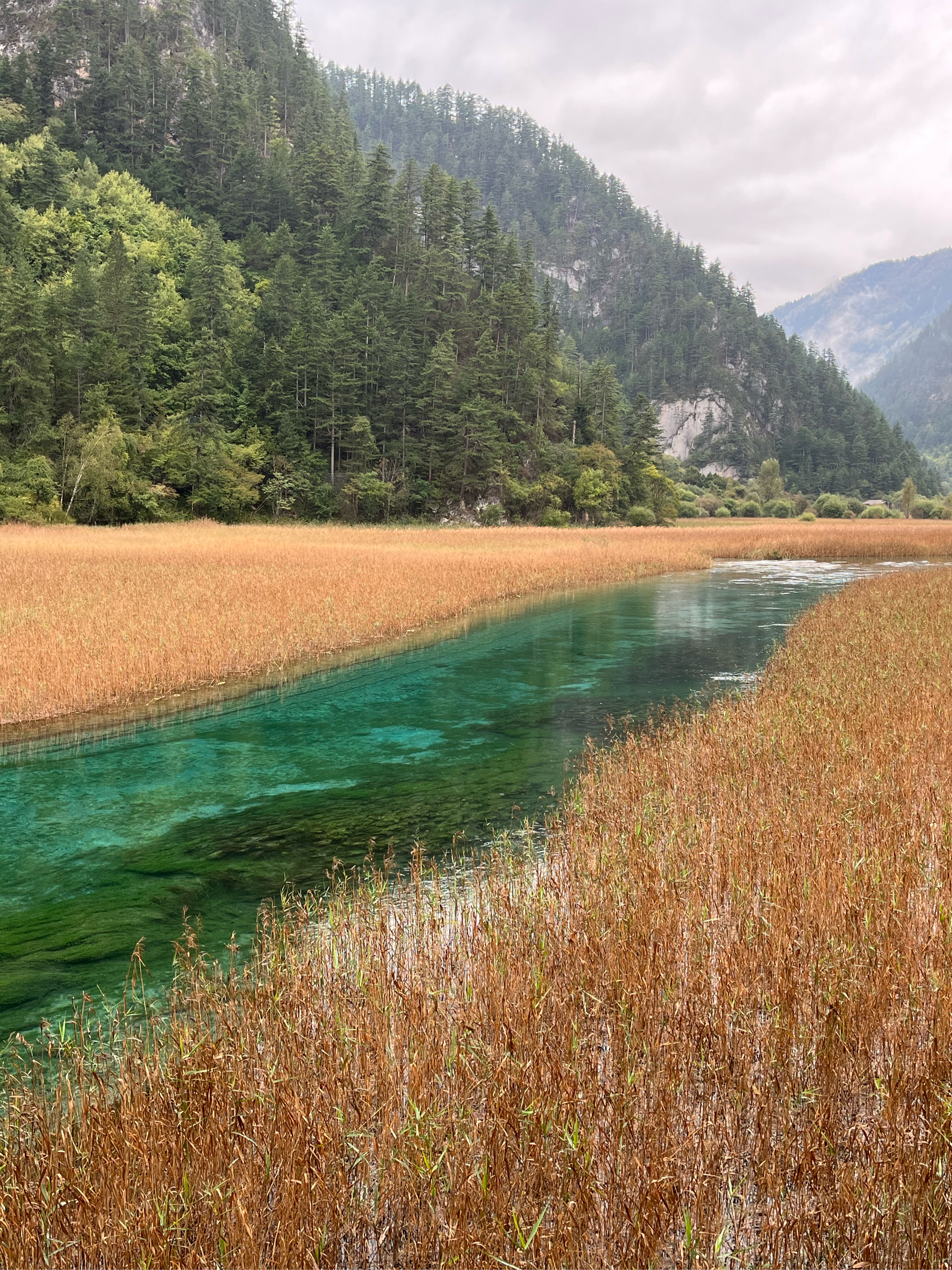 芦苇湖九寨沟图片