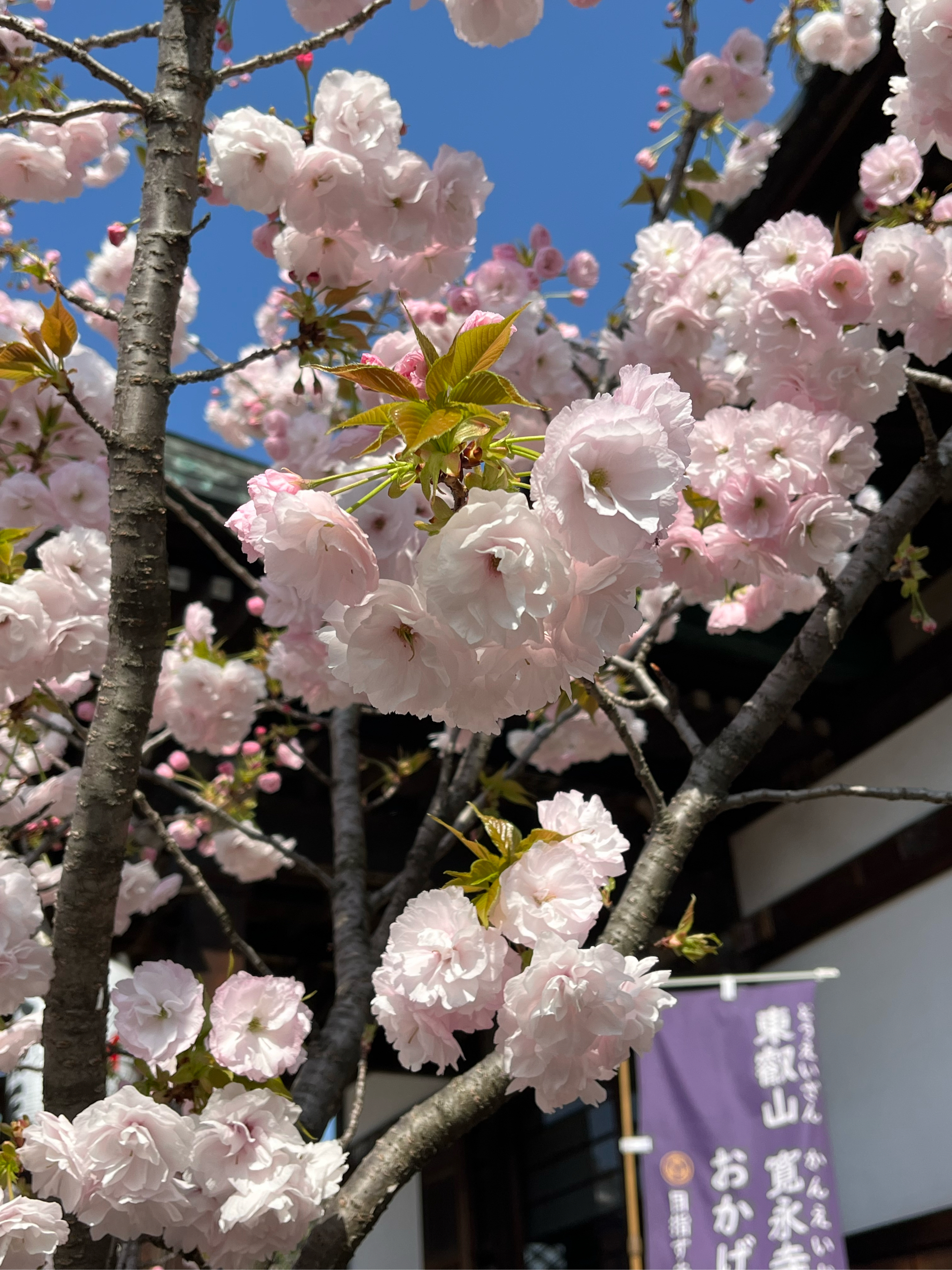 东京上野公园樱花大道樱花盛开 非常美