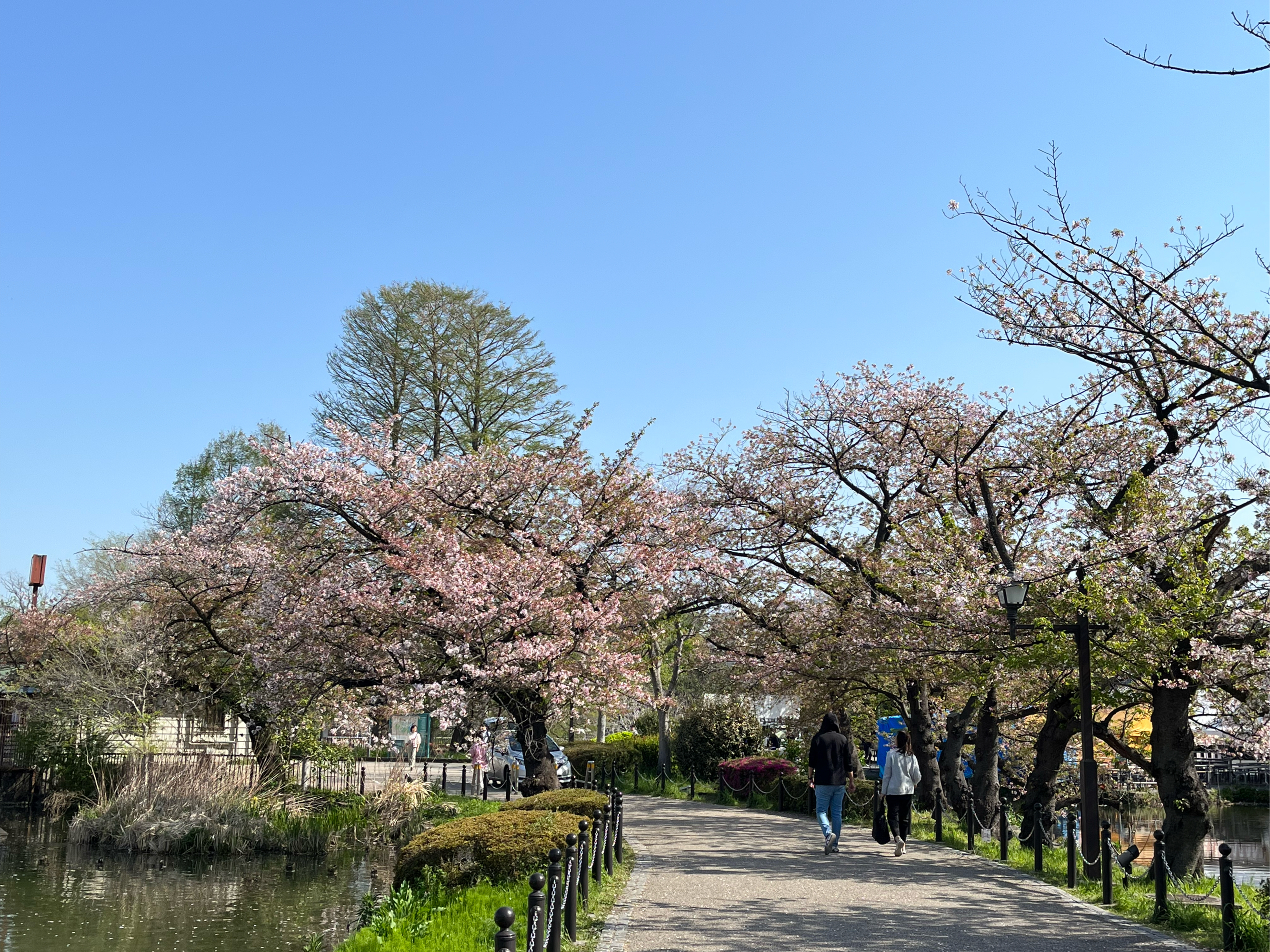 东京上野公园樱花大道樱花盛开 非常美