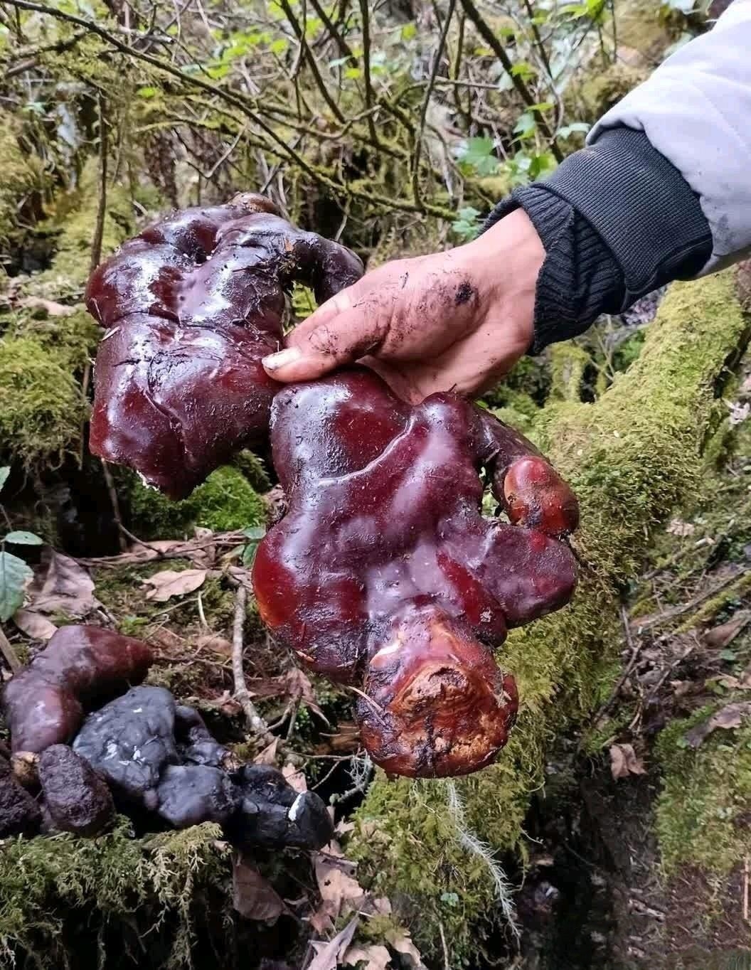 朋友回老家在山上挖到的,颜色像猪肝一样巴掌大小,问我认识不?