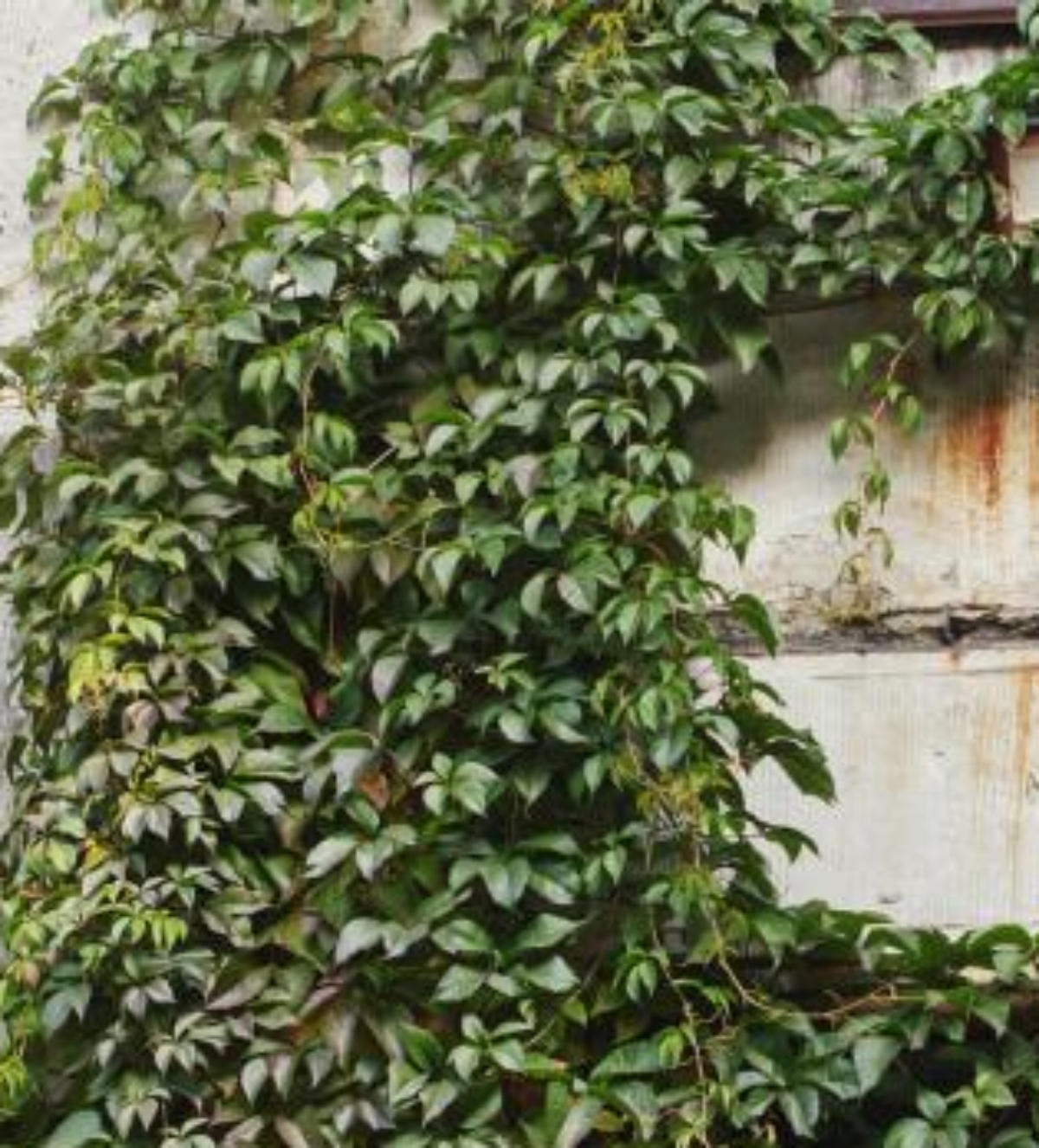 老家看到叔叔院子里长的,一大片绿叶一直爬到墙上,听别人说这叫爬墙草