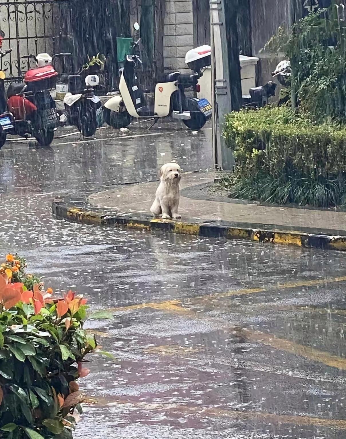 就像一个听话的宝宝,在原地等着妈妈,看上去孤零零地好可怜,话说这狗