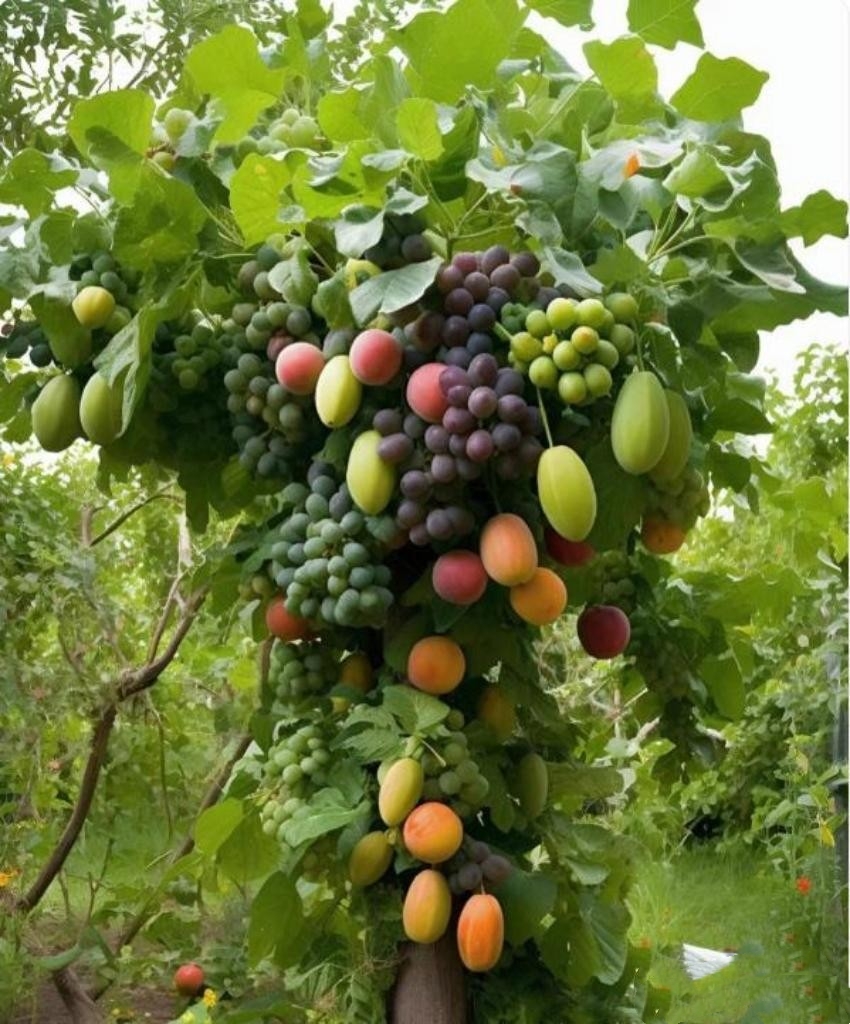 看眼前这棵果树结了满满当当的,啥水果都有,这不是开玩笑嘛!