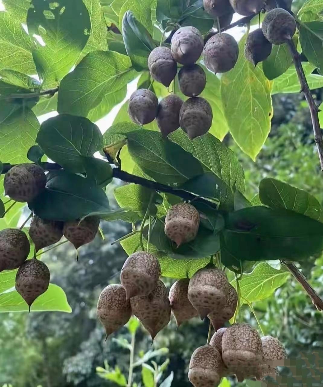 树芋头种类及图片图片