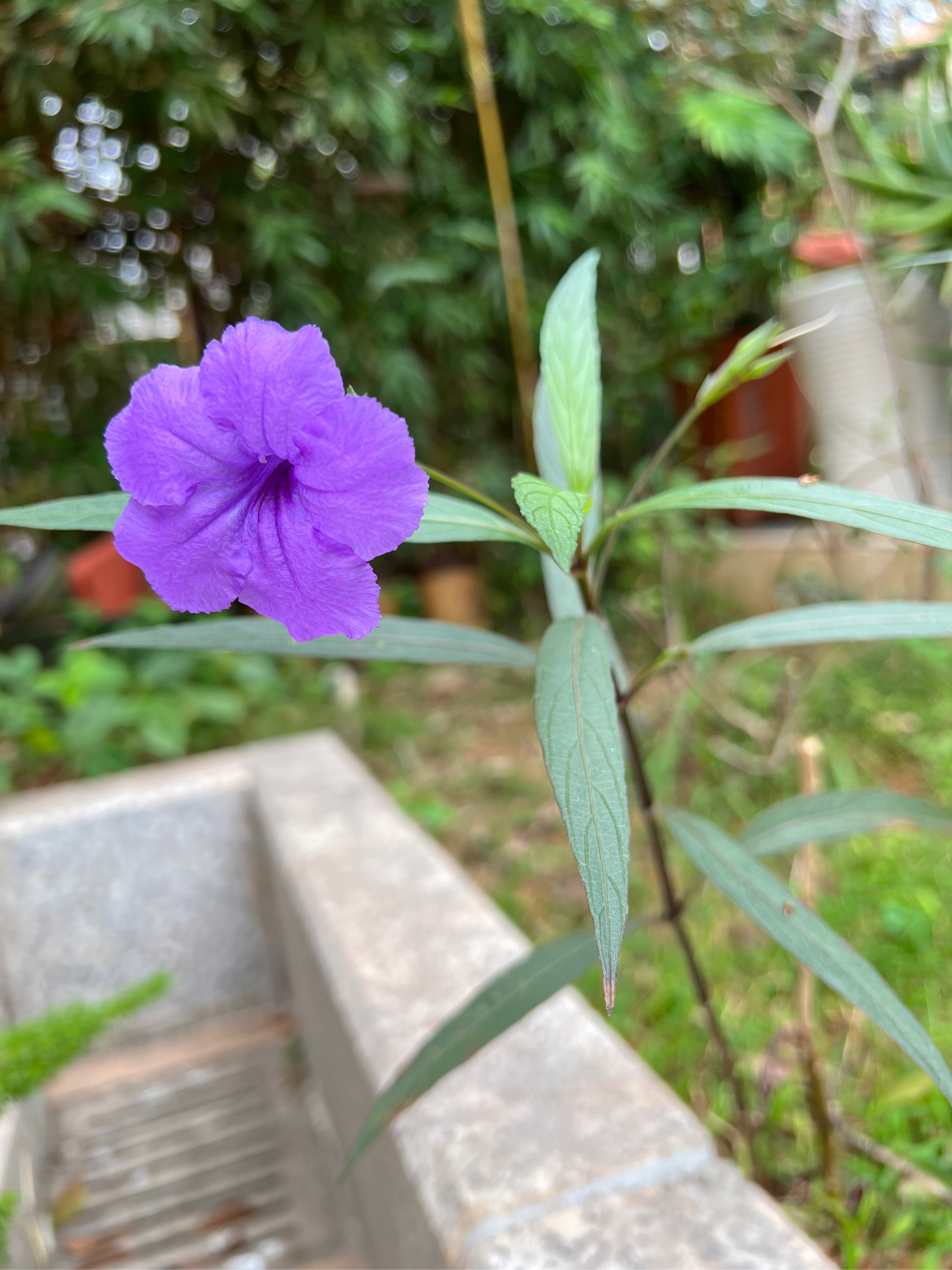 皮实的翠芦莉