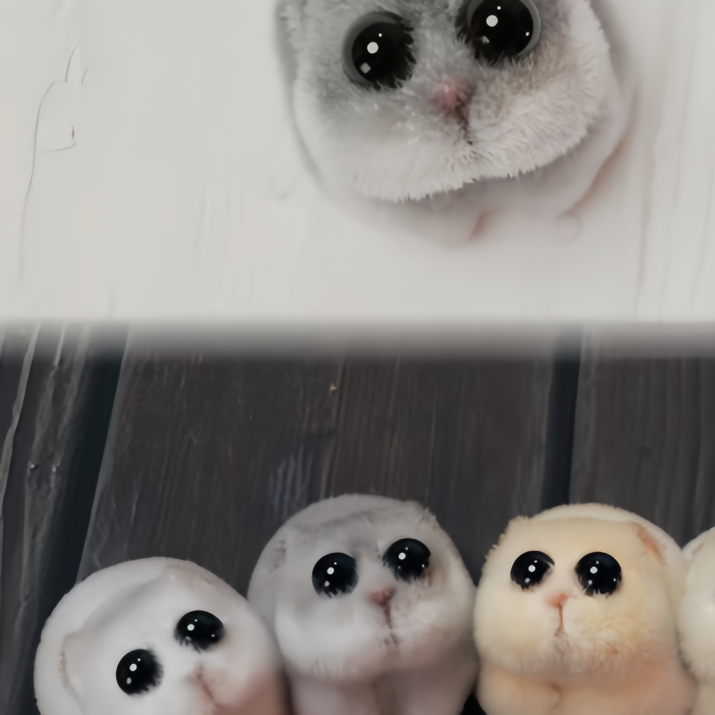 这是谁从哪弄了这么些个小动物来,看着它们可怜的样子,眼睛瞪得大圆的