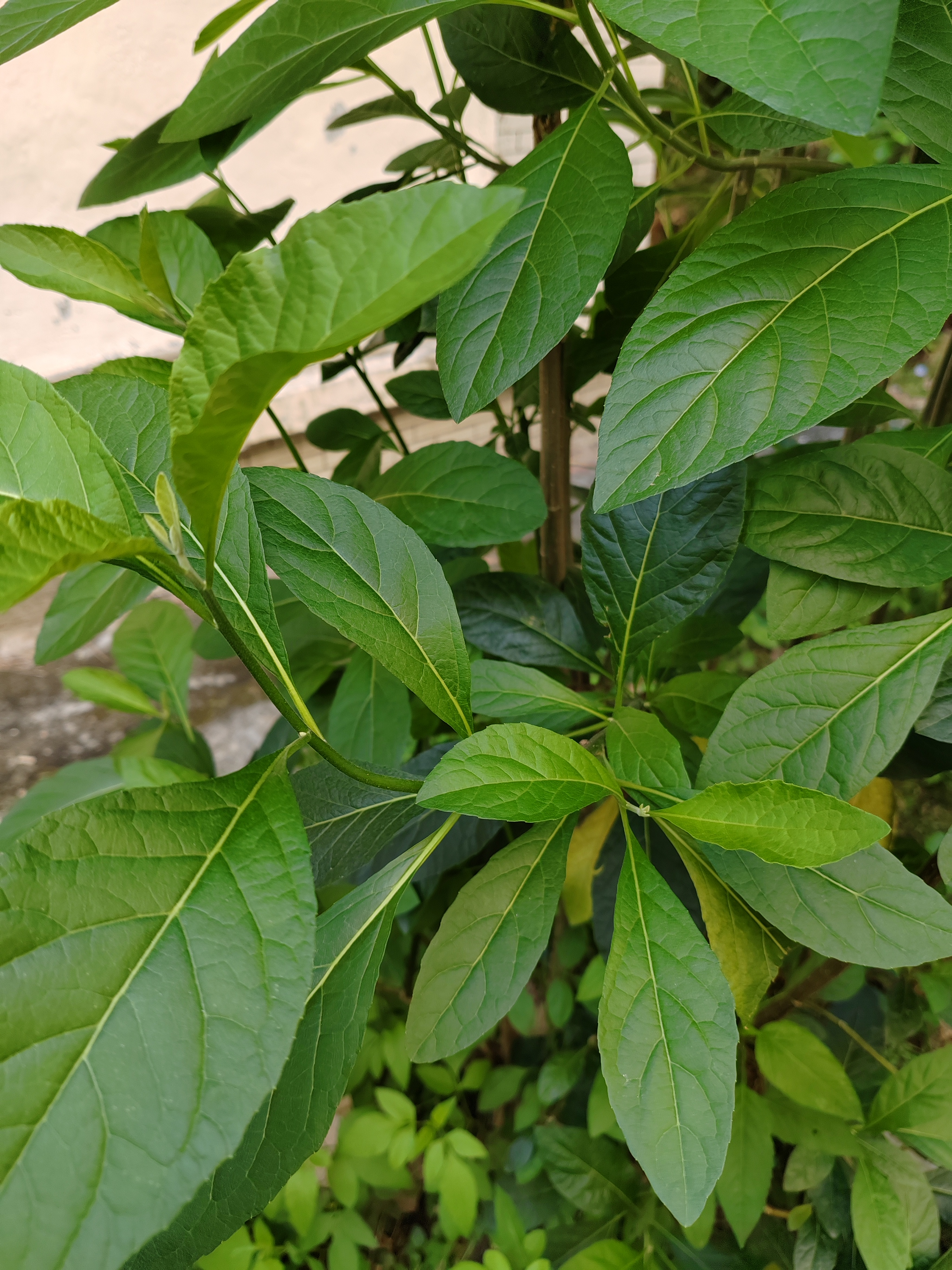 "今天,我想和大家分享一个我最近发现的神奇之物——南非叶.