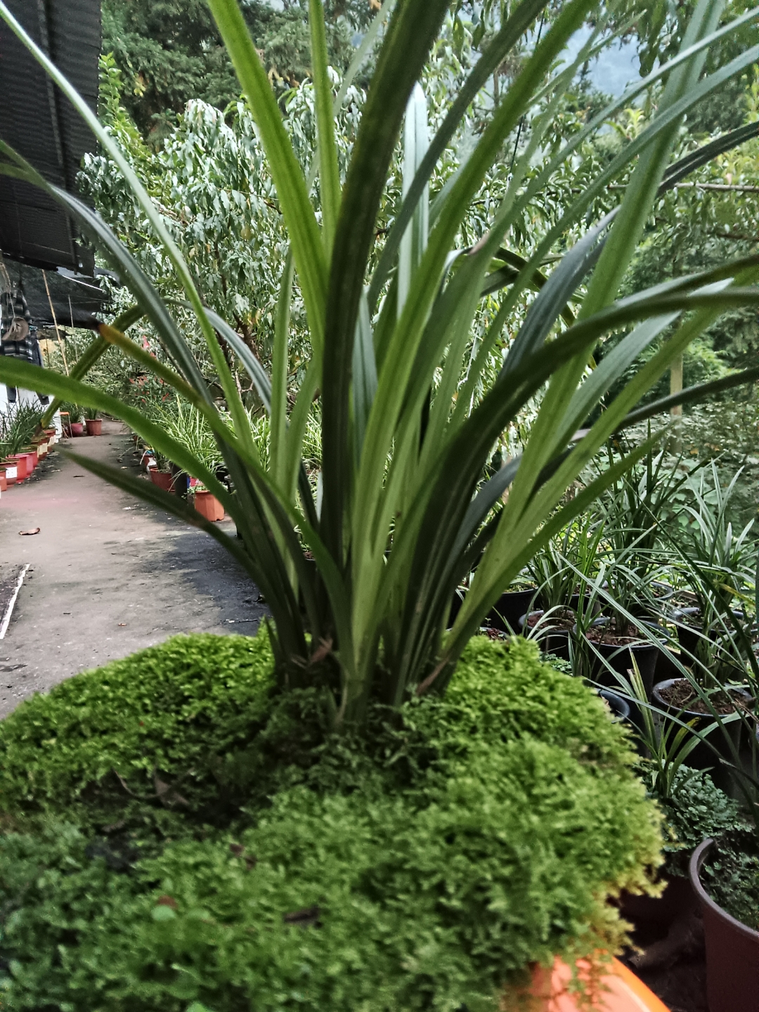 兰花草从播种到开花纯自然土自然环境栽种不用施肥不用任何药物抗