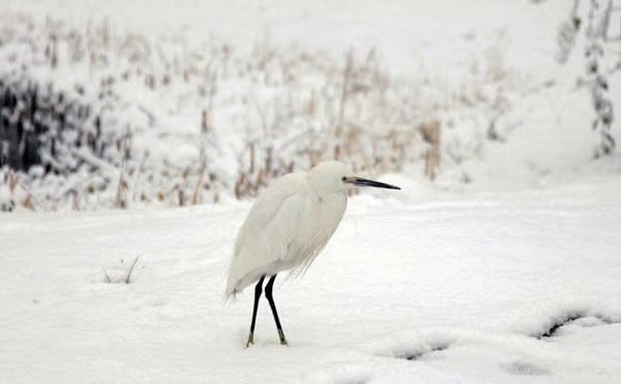 白鹭立雪,愚人看鹭,聪者观雪,智者见白.