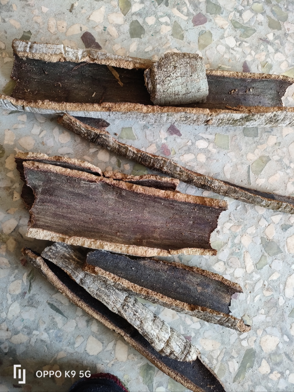 称星木根,熊胆木皮泡水,或煮水喝能起到清热解毒凉茶的功效!