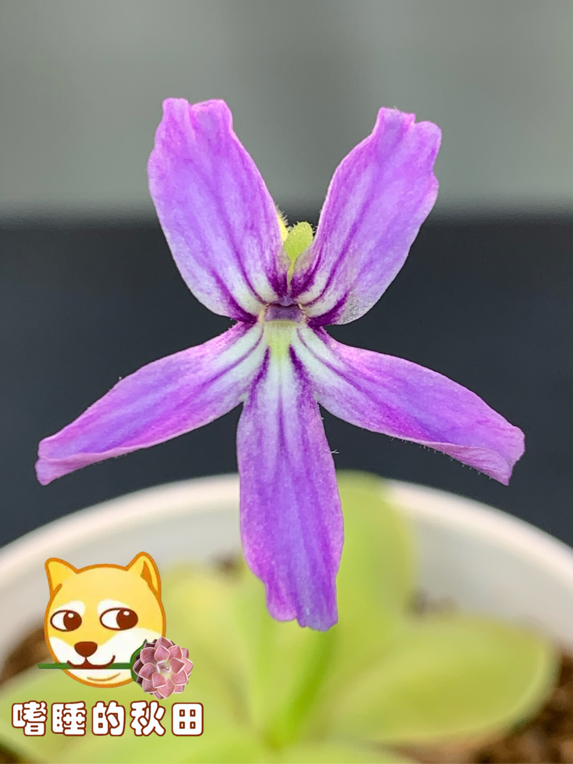 捕虫堇:立叶花开～ 1,翻译名称:捕虫堇立叶 2,拉丁名称:pinguicula