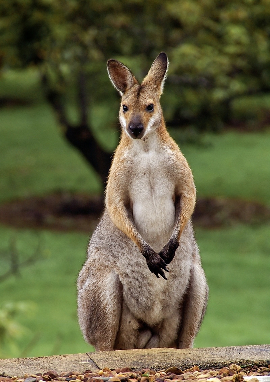 这可以帮助袋鼠种群增加其繁殖速度,并且适应环境变化的