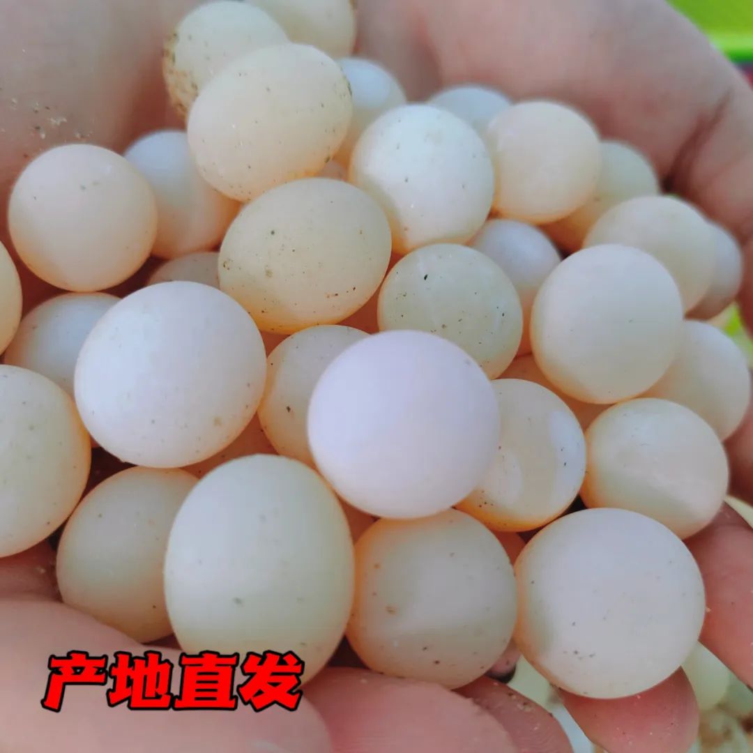 甲鱼蛋江西南丰外塘养殖,新鲜甲鱼蛋100枚加送20枚防破损,错过这个