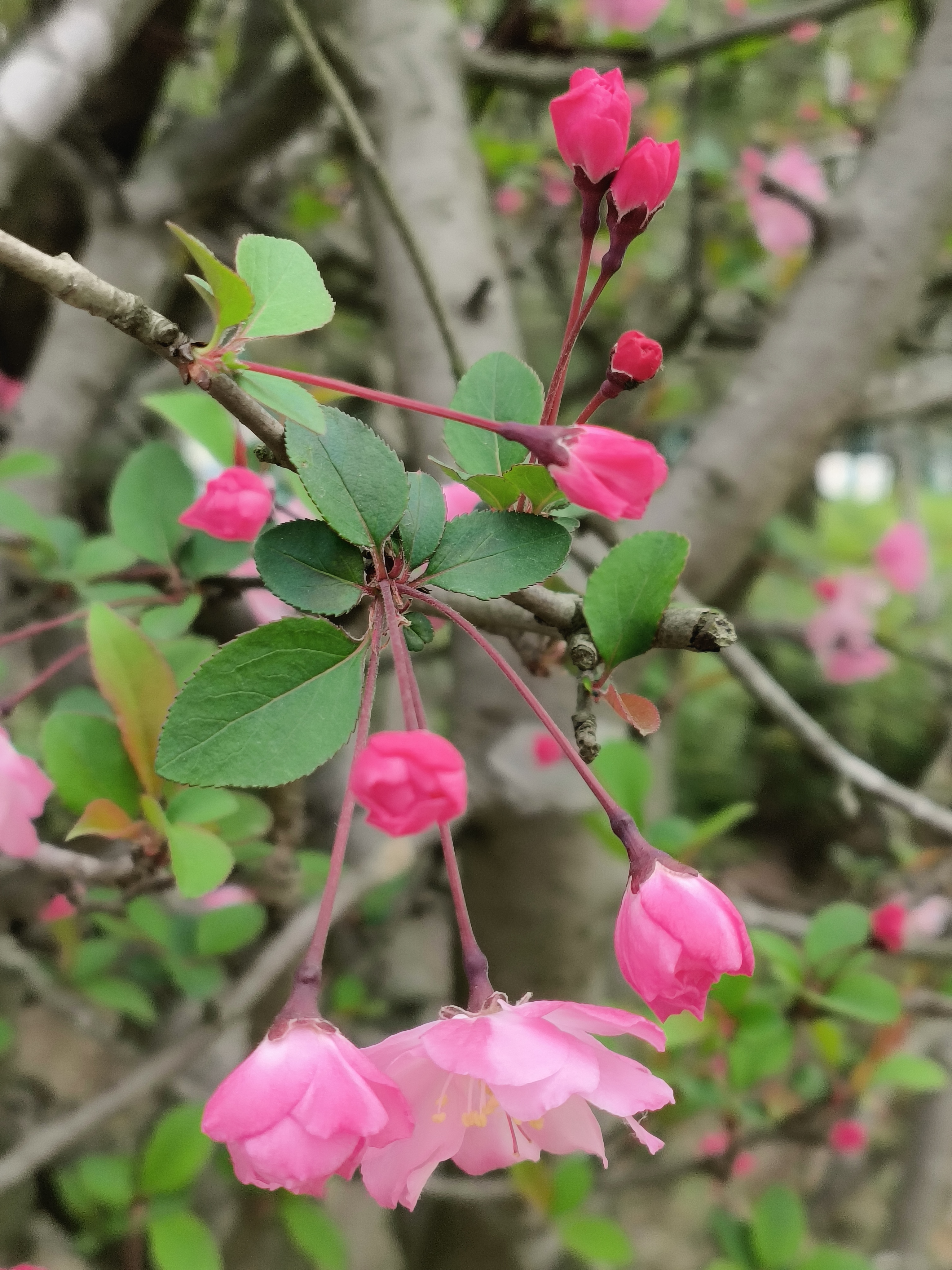 里的春天# #乐享周末分享吧# #海棠# 看到海棠,总是想到"试问卷帘人