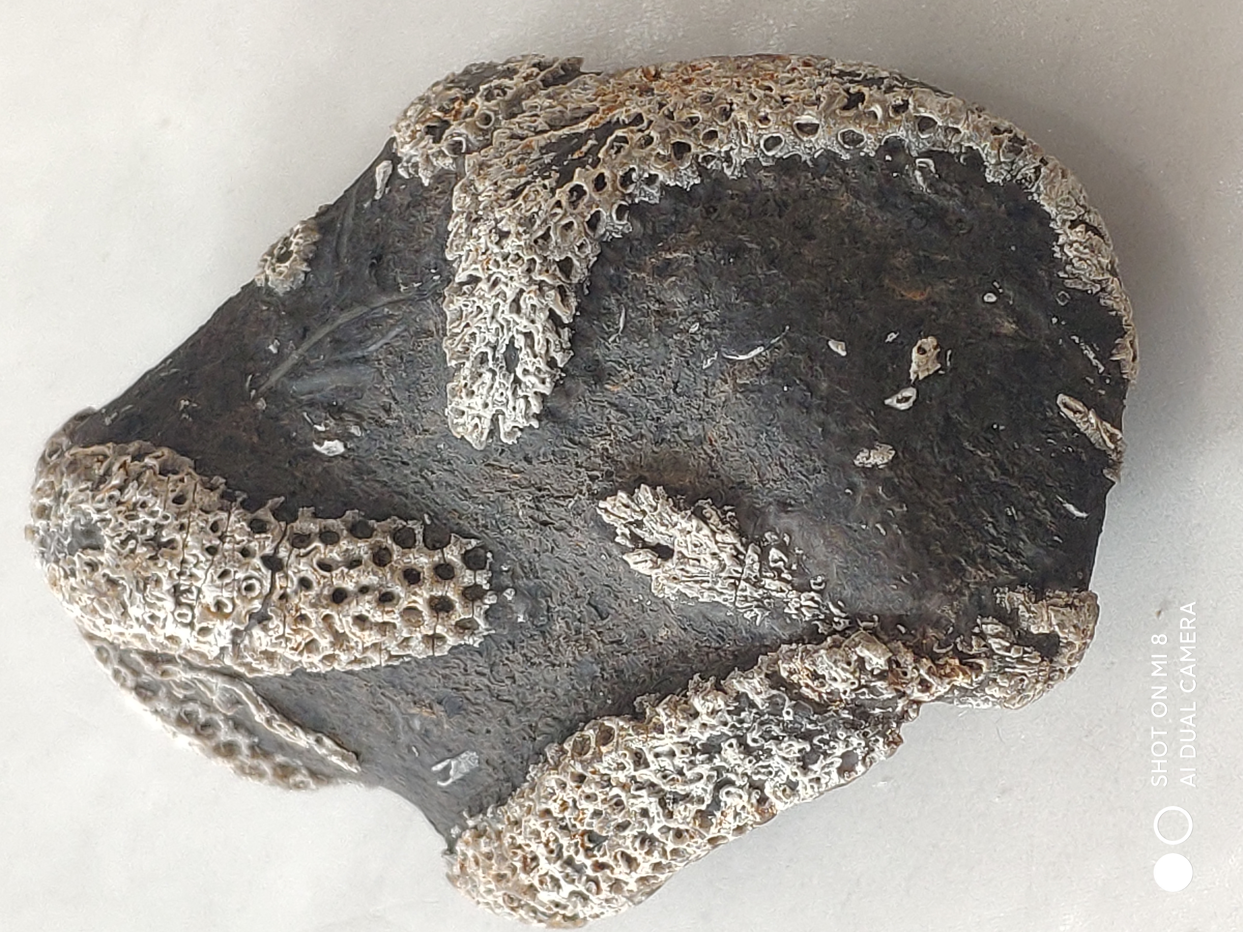 这是什么虫化石?有知道的吗?