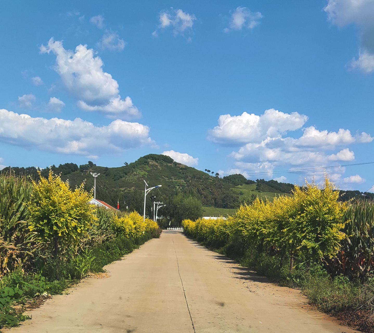 开原市八棵树镇刘念刚图片