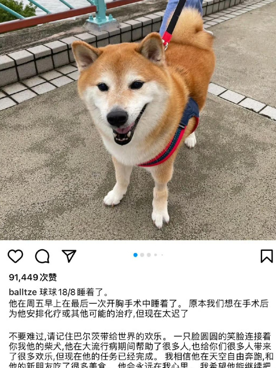 网红柴犬cheems(真名·balltze)去世了,其主人发文