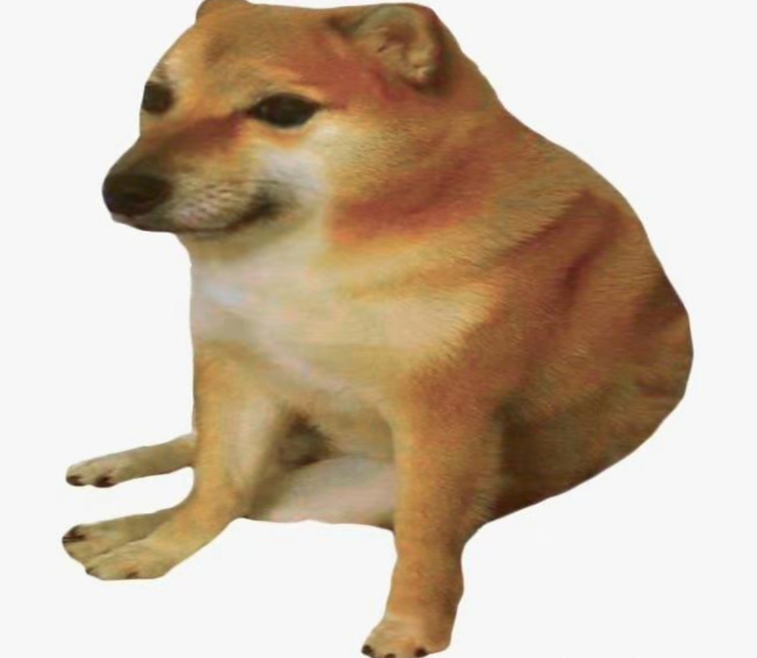 网红柴犬cheems(真名·balltze)去世了,其主人发文