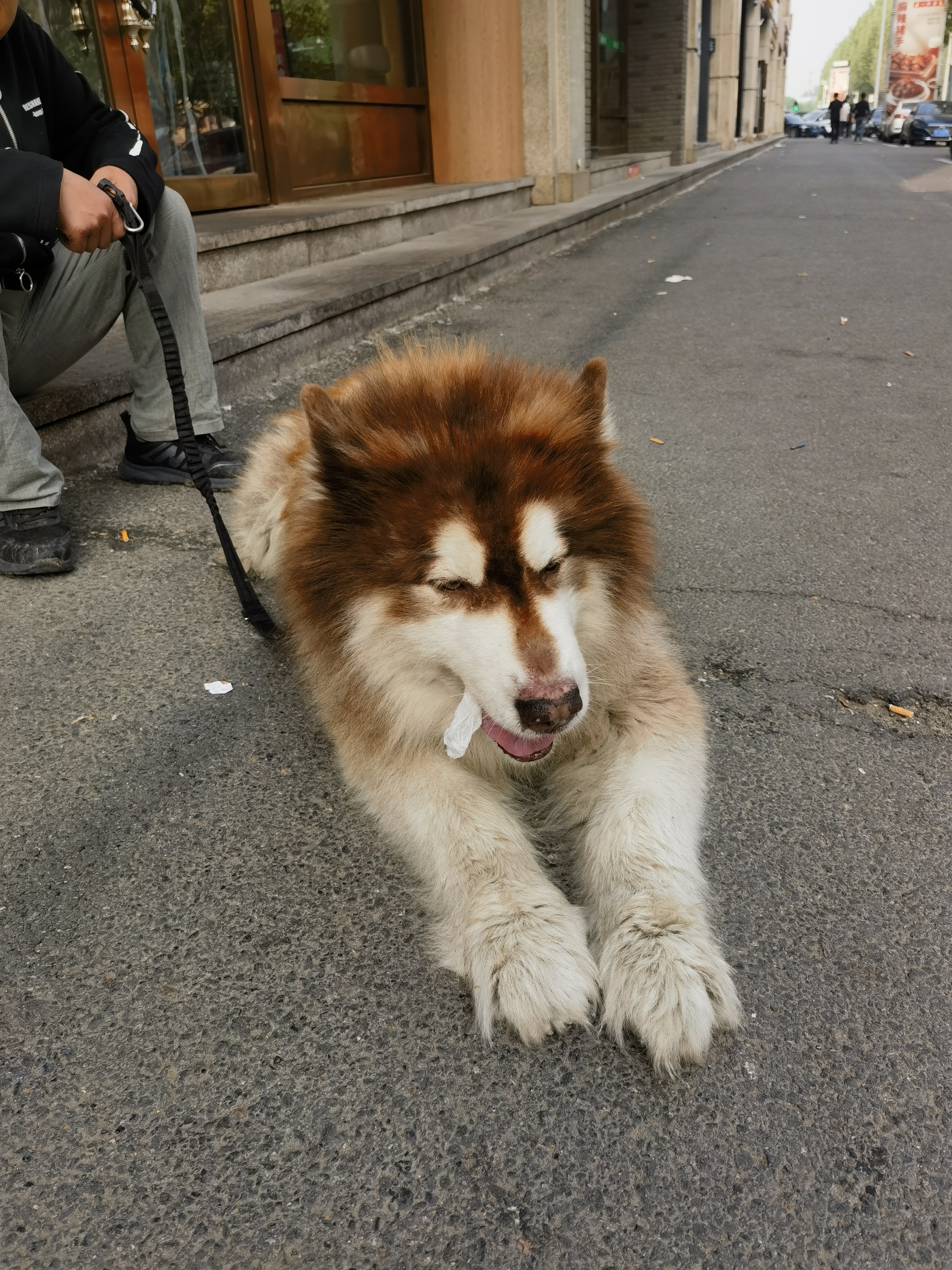 雪橇犬图片大全图片