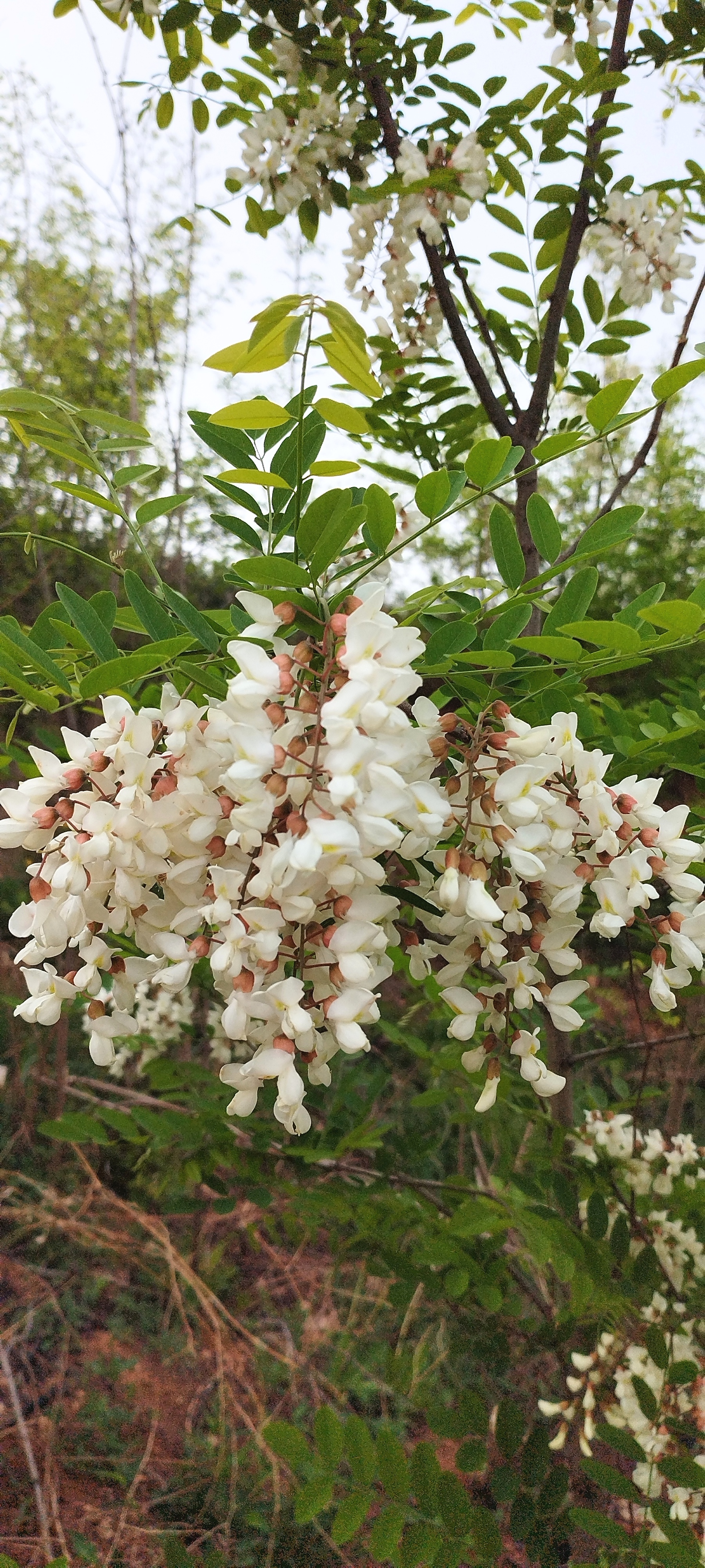 小当槐花长大样子图片