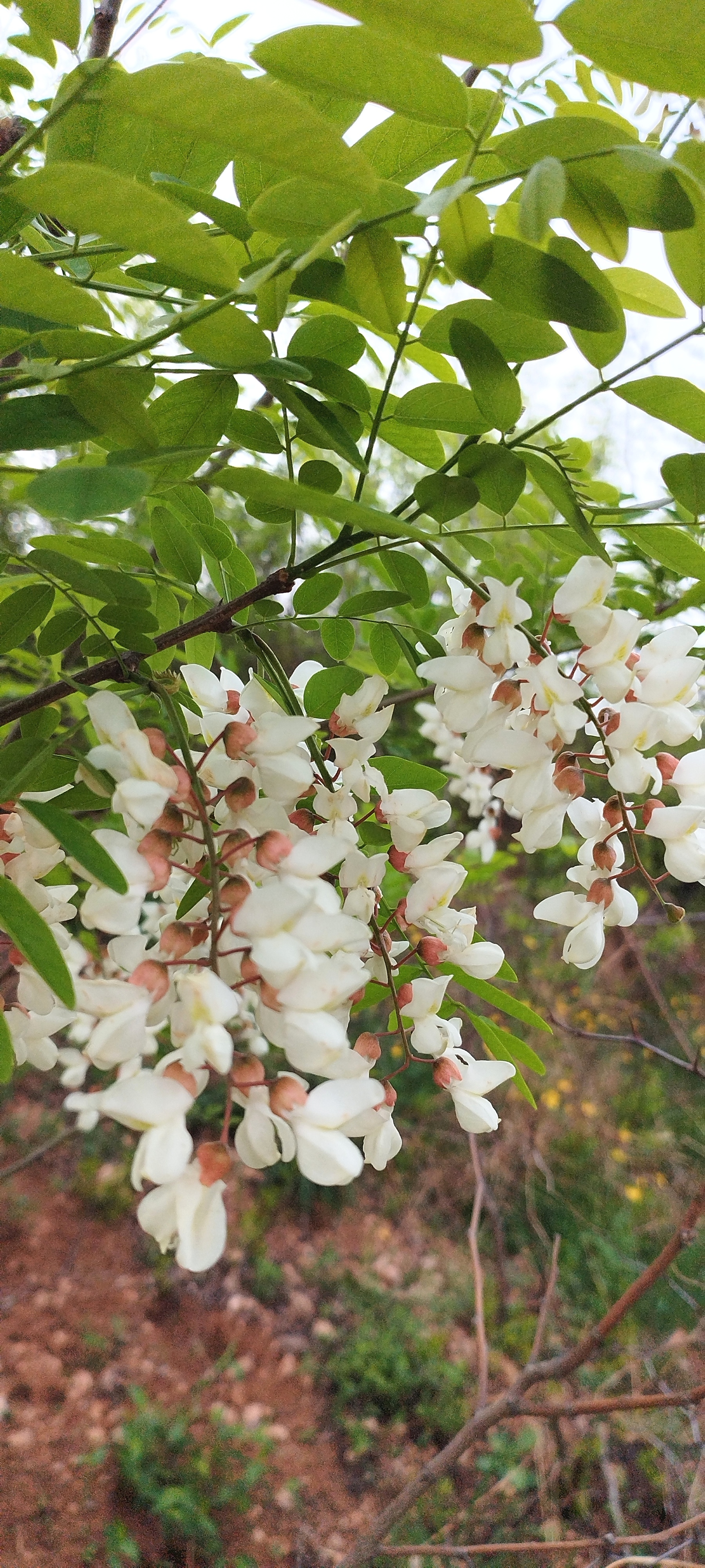 小当槐花长大样子图片