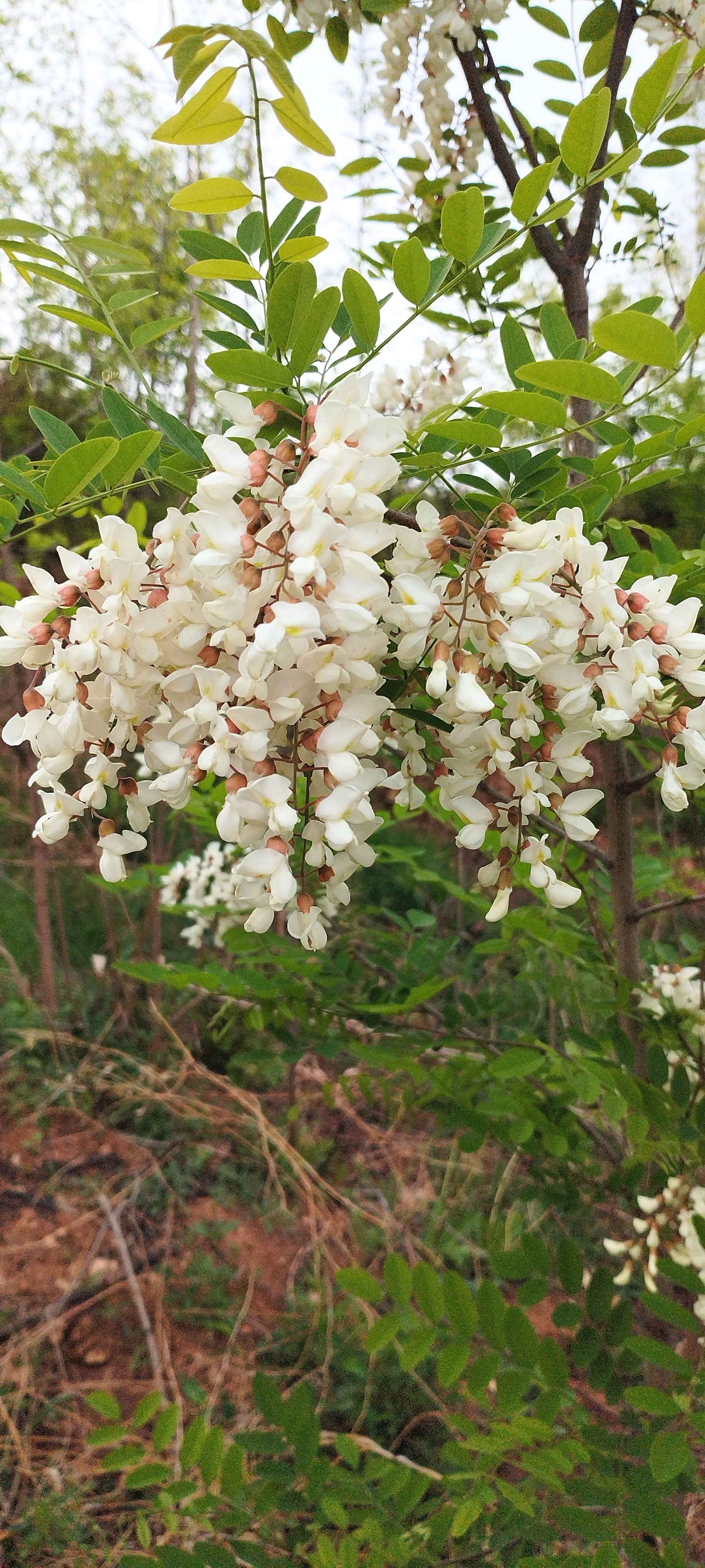 槐花高清壁纸图片