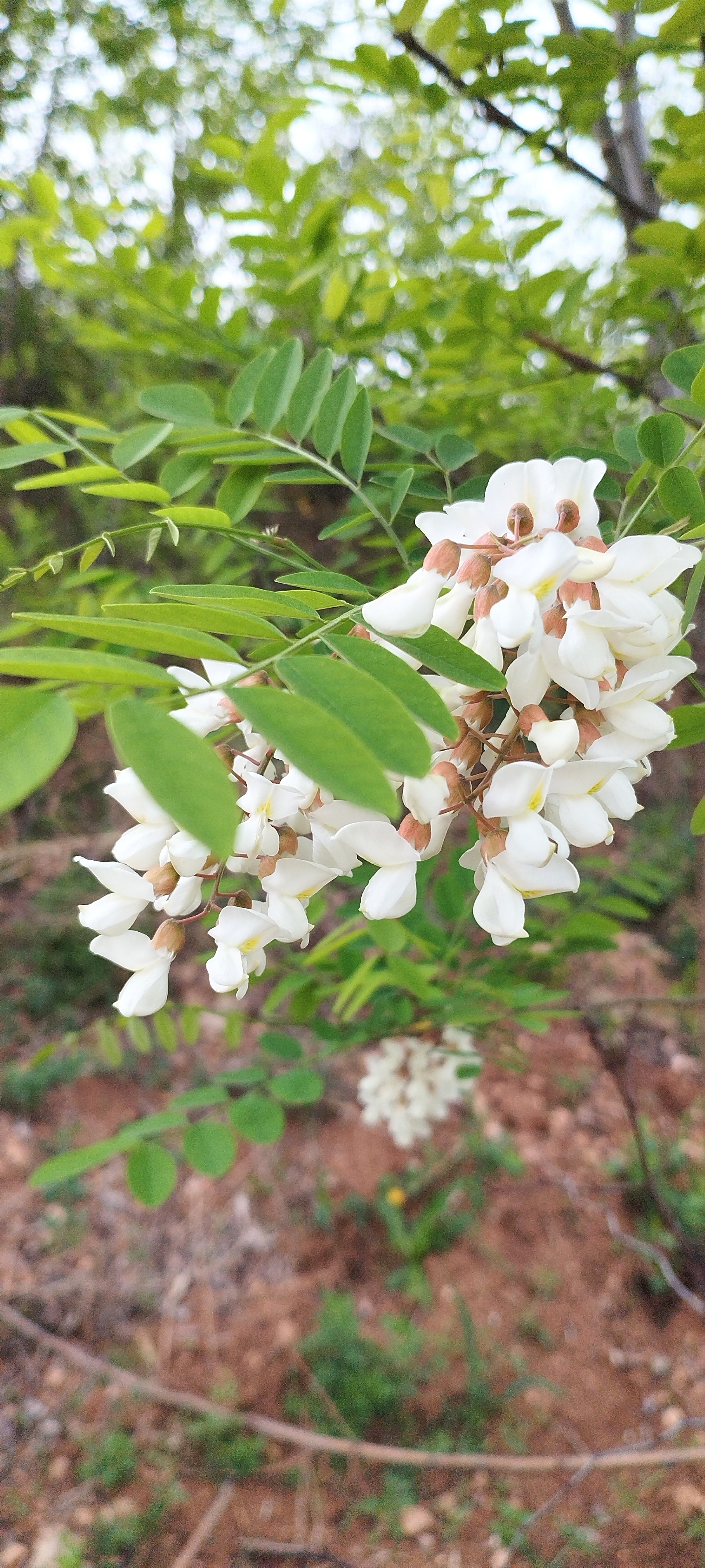 小当槐花长大样子图片