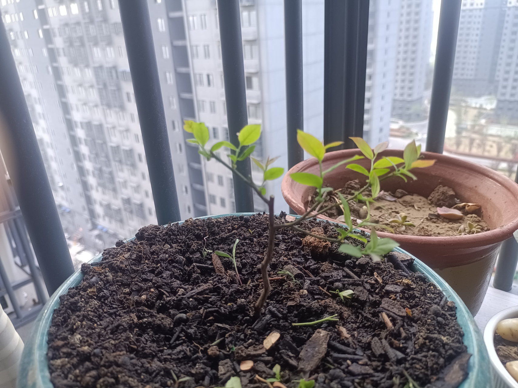 种下20天的蓝莓小苗