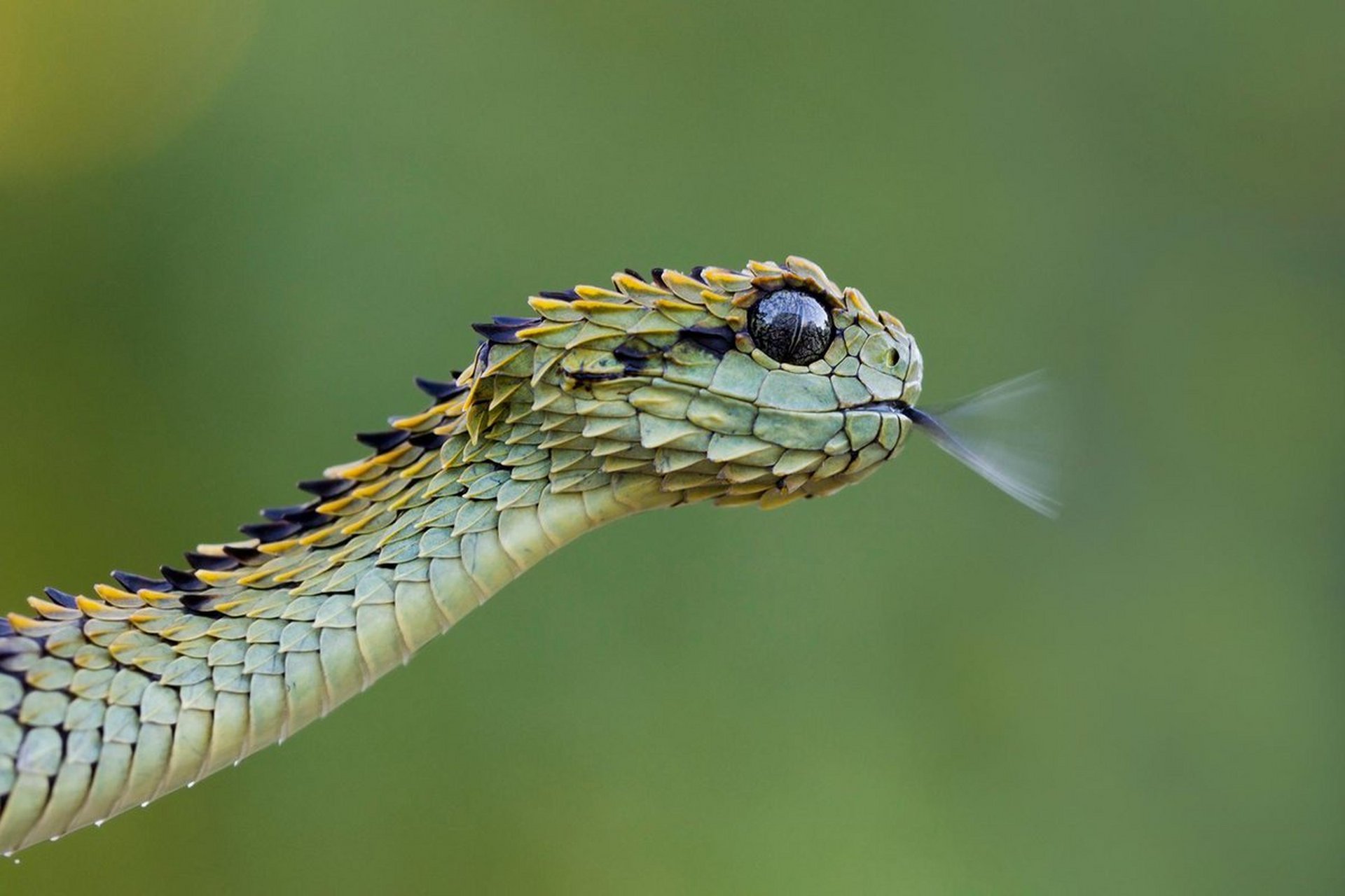 基伍树蝰(学名:atheris hispida,又称毛鳞树蝮,鳞皮树蝮,是蛇亚目