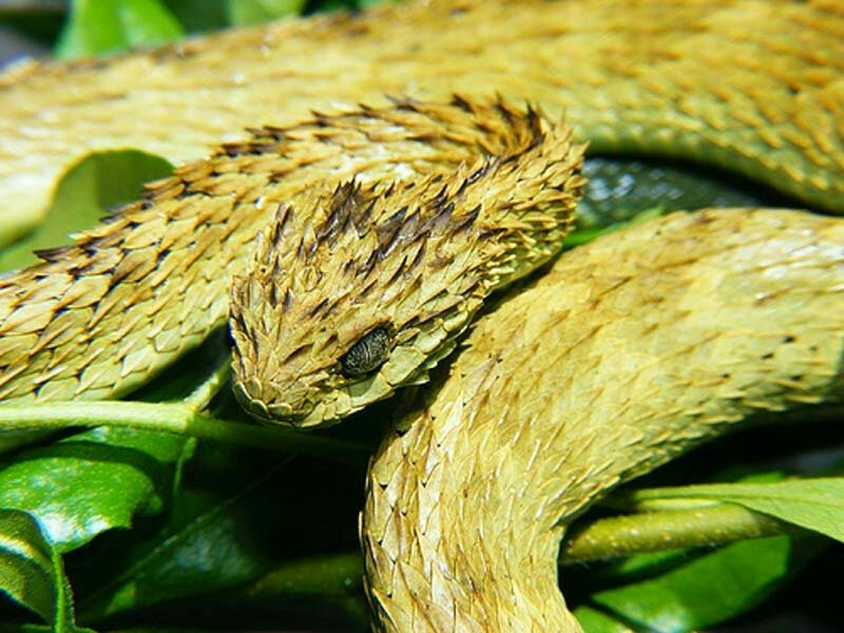 基伍树蝰(学名:atheris hispida),又称毛鳞树蝮,鳞皮树蝮,是蛇亚目