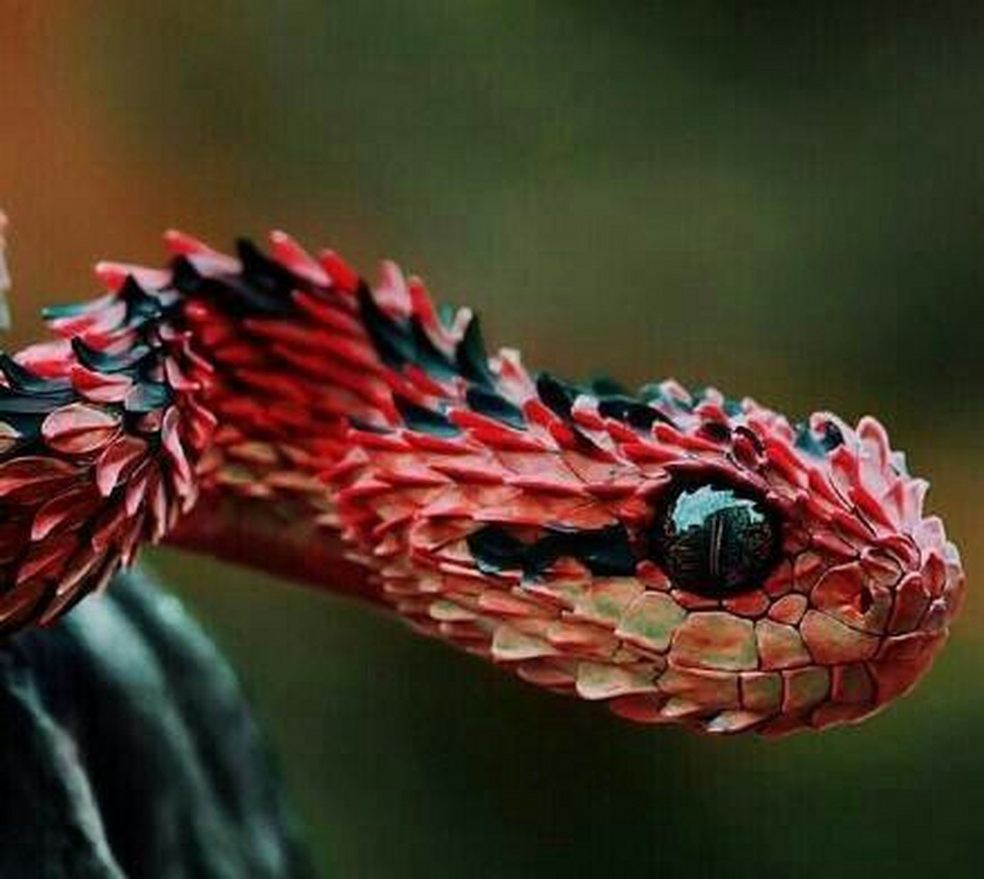 基伍树蝰(学名:atheris hispida),又称毛鳞树蝮,鳞皮树蝮,是蛇亚目
