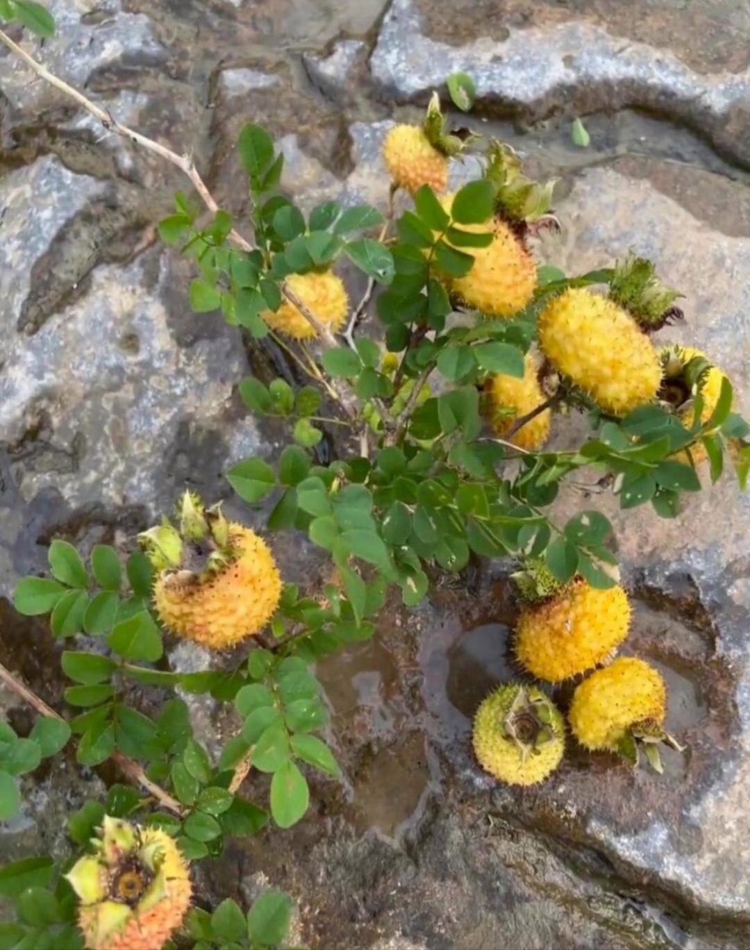 真的很想知道,在线等一个答案,求各位大神解惑黄色带刺的水果黄色有刺