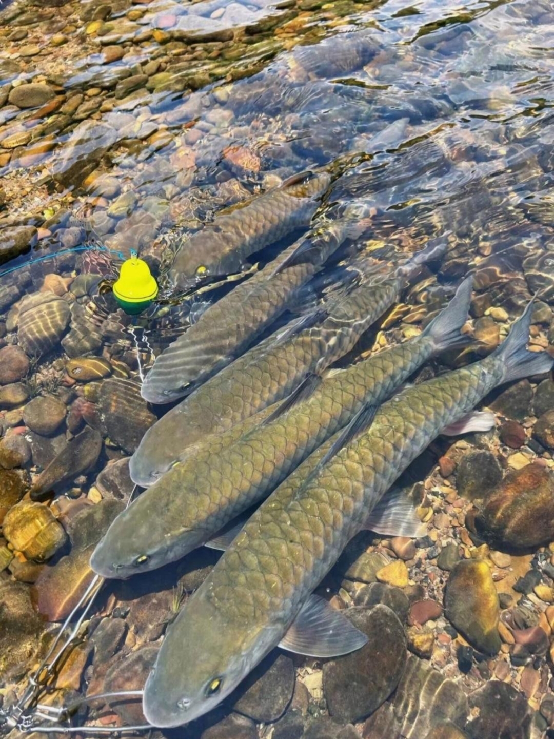 坏了,真是太气扔猩接兴杏愕耐计街挥阍谒计娇拥 水鱼图片大全