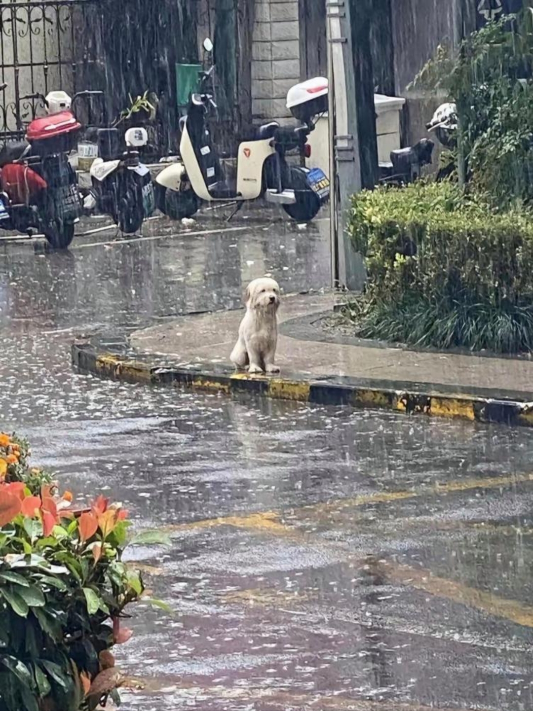 热迪ρ 狗狗图片狗在雨中淋雨小动物在马路上打伞的图片小狗骑电瞥档