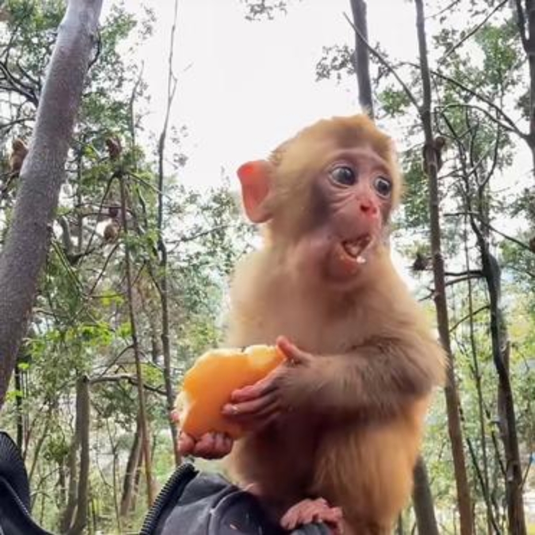 快看这只鬼灵精怪的小猴子!