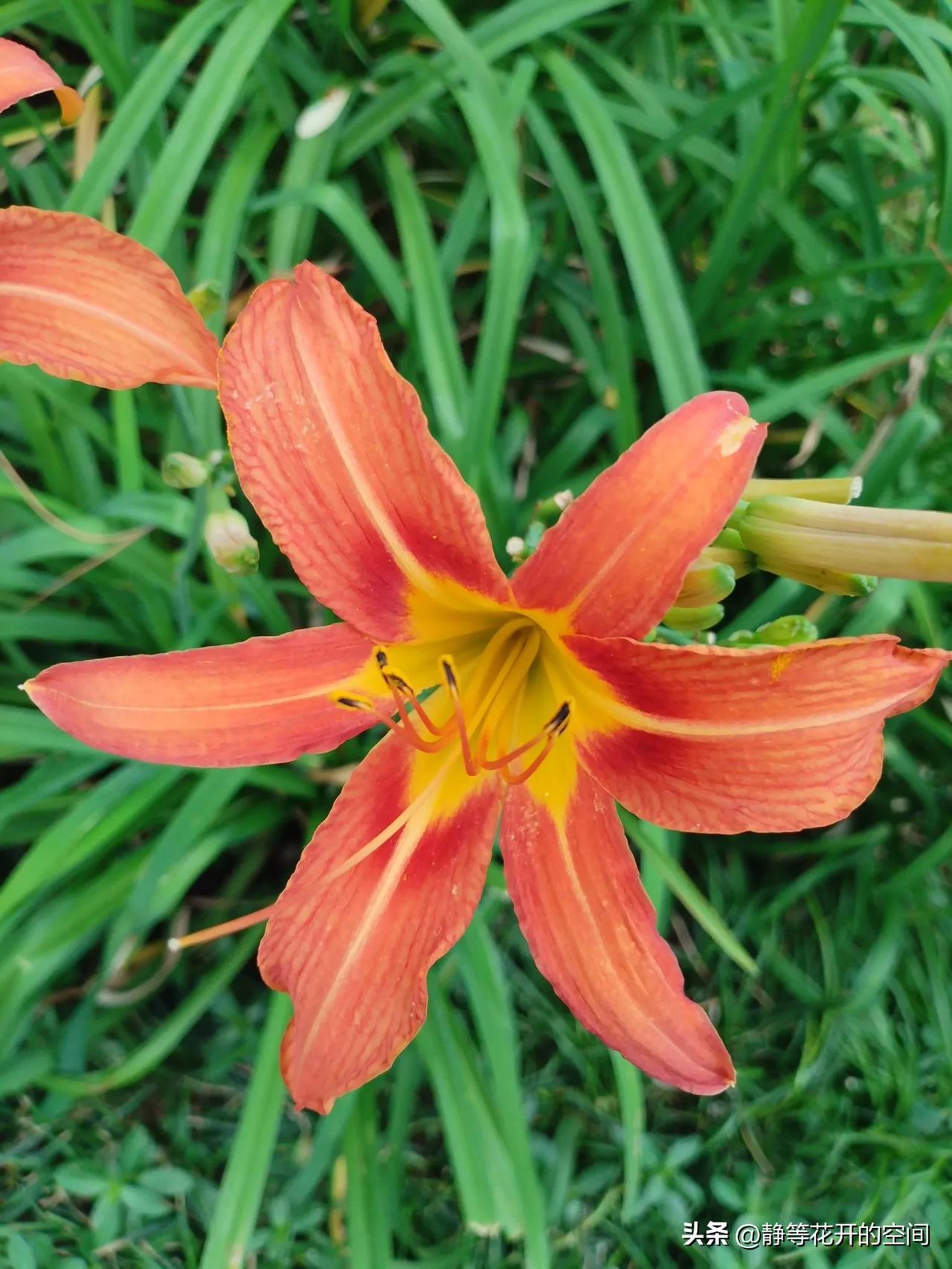 行摄天下(2024):集观赏食用药用于一身的萱草(又名忘忧花,金针花)