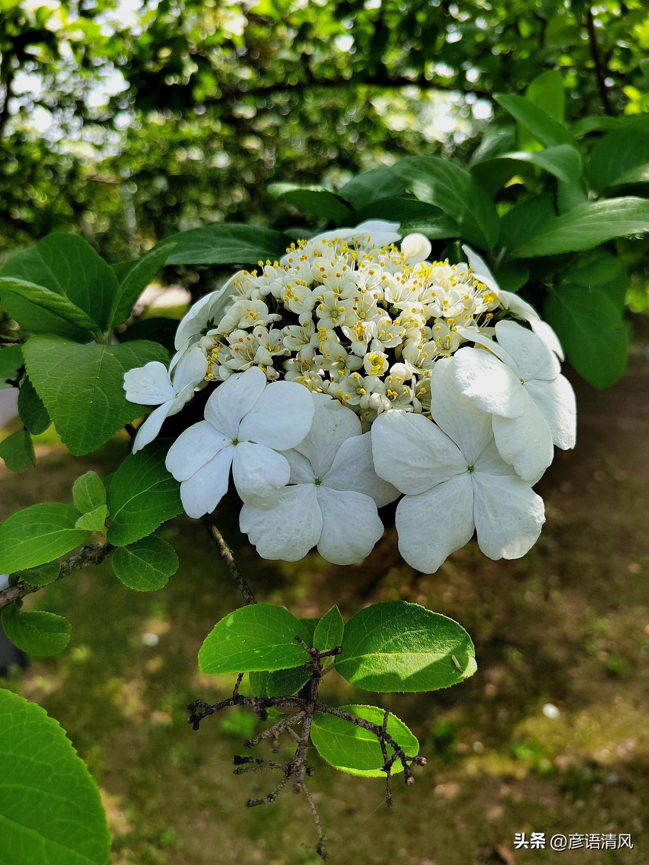 行摄天下(2024):四月扬州赏琼花2