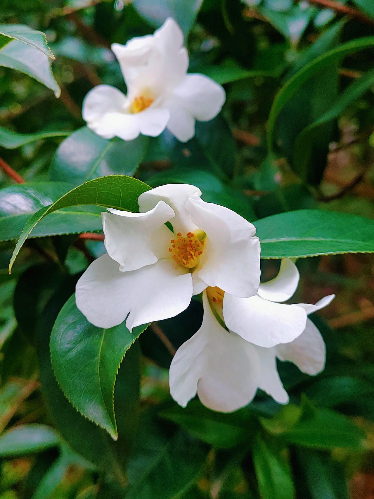 油茶花图片大全大图图片