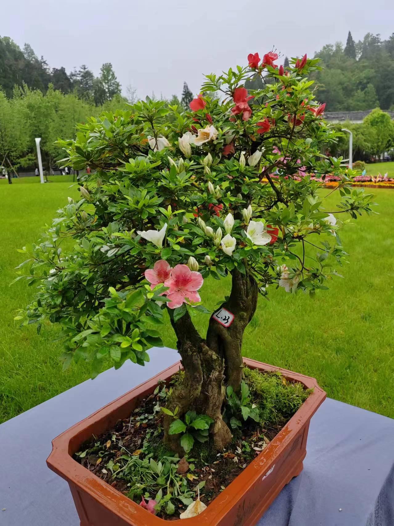 行摄天下(2024):井冈山杜鹃花节7