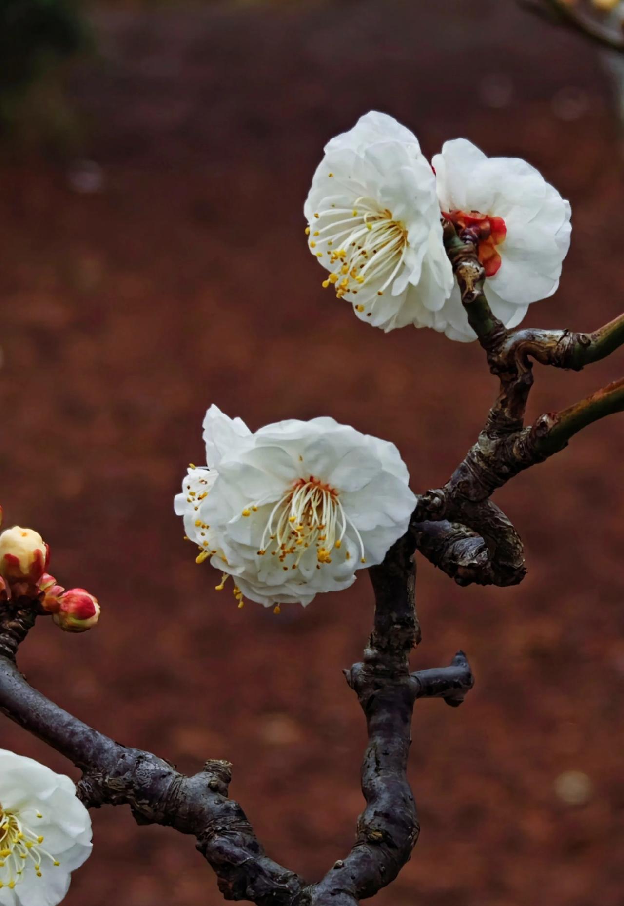 龙游梅花图片欣赏图片